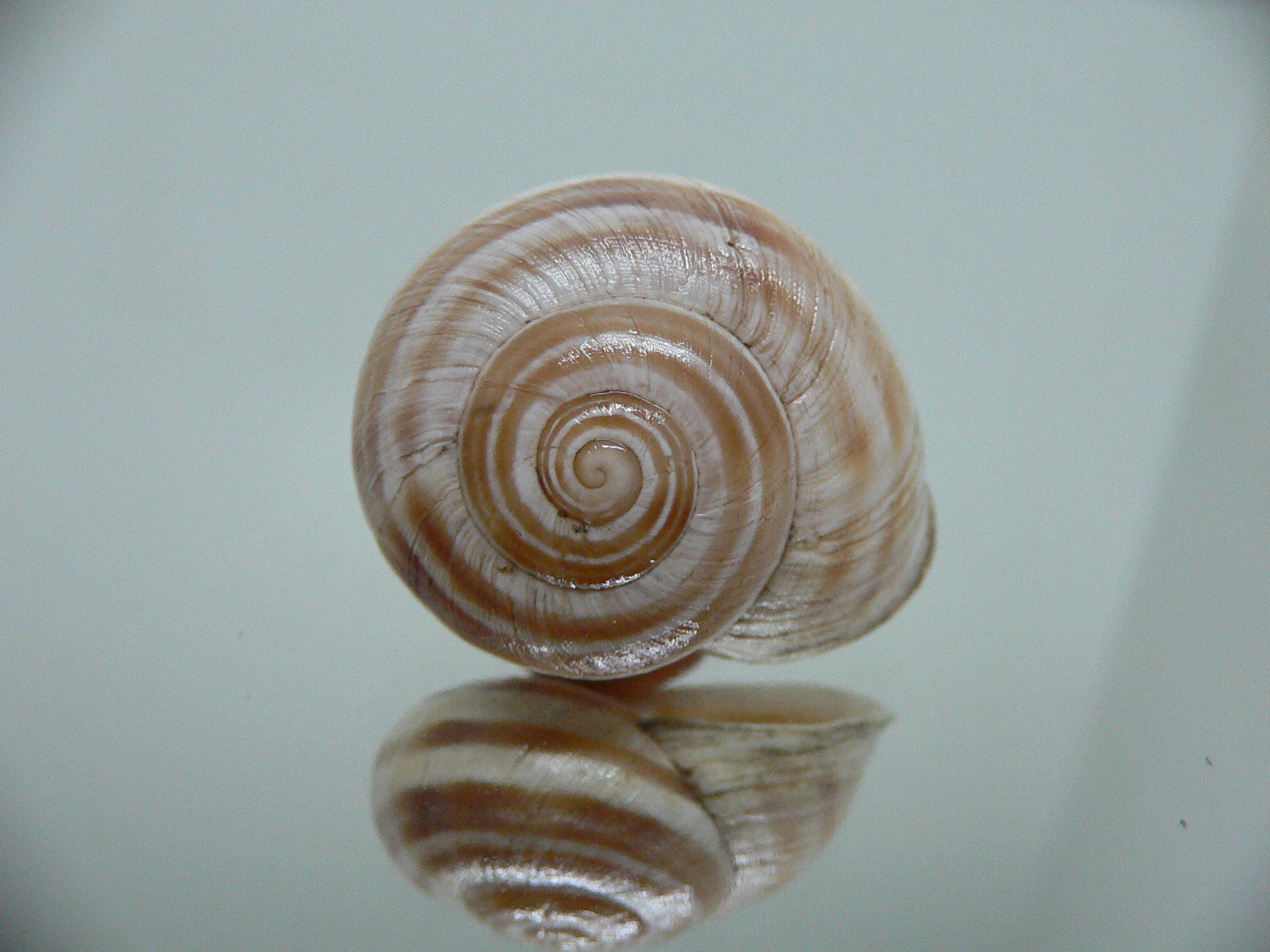 Iberus alvaradoi BIG