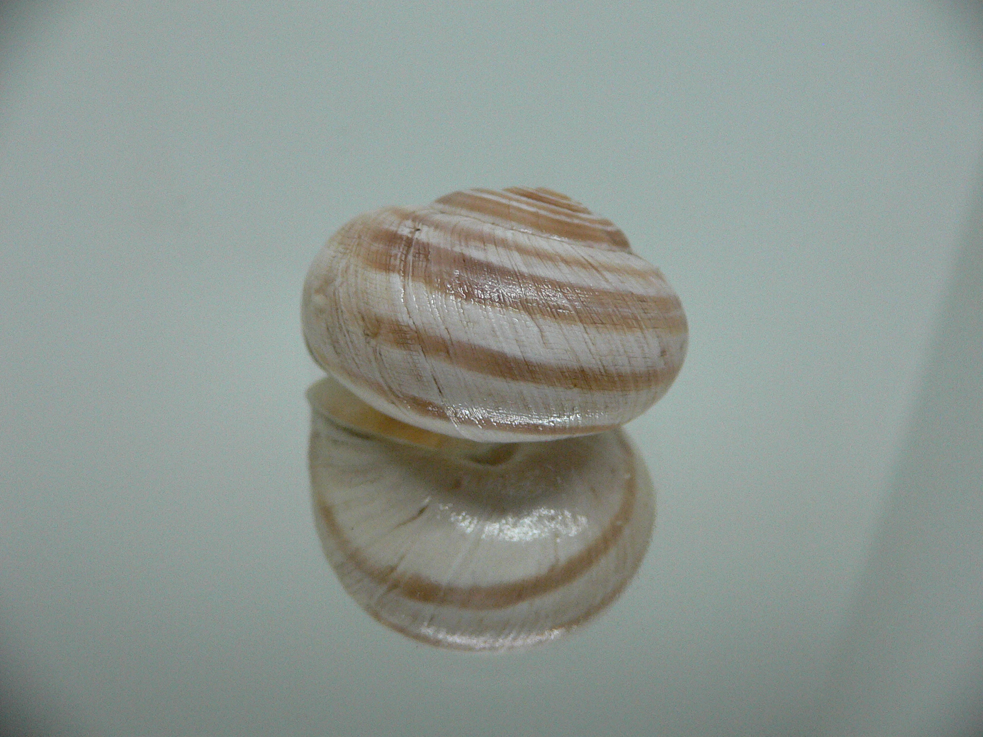 Iberus alvaradoi BIG