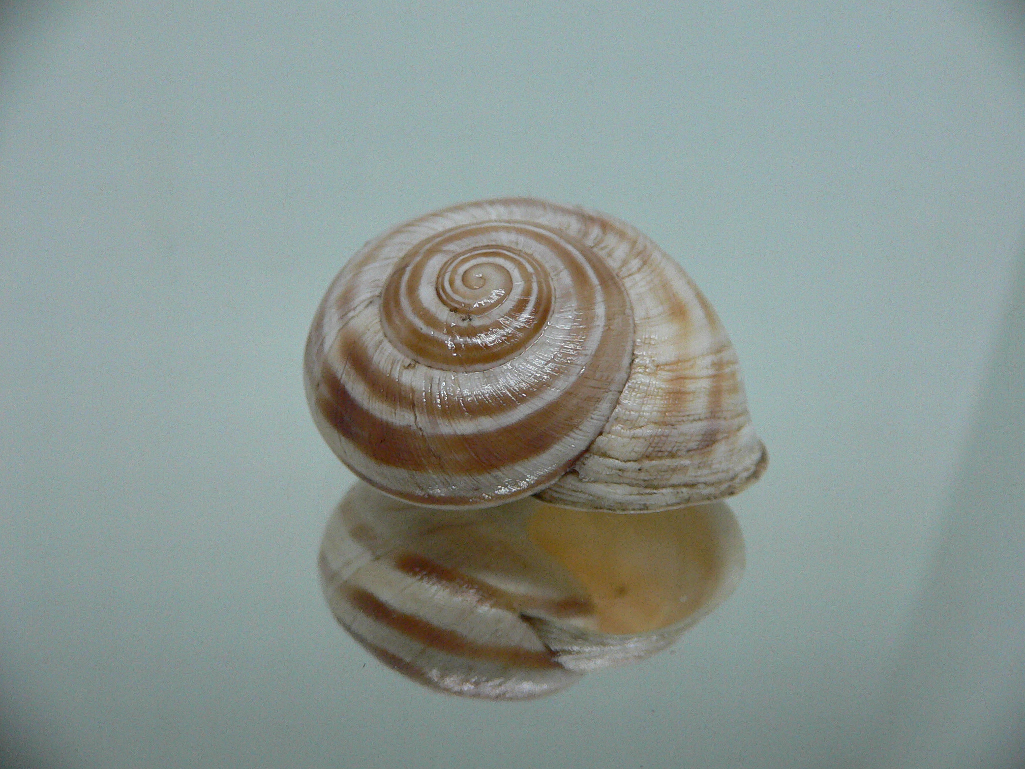 Iberus alvaradoi BIG