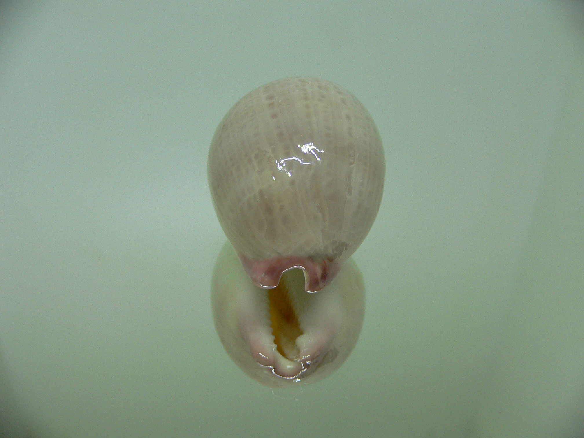 Cypraea reevei microsphaerica (var.)