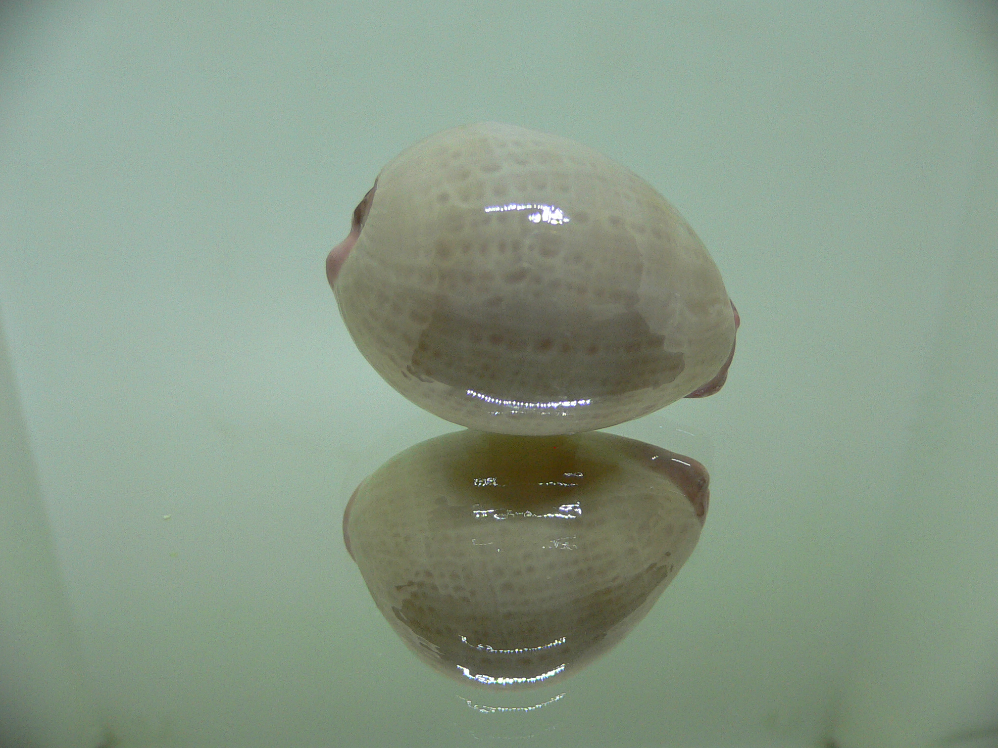 Cypraea reevei microsphaerica (var.)