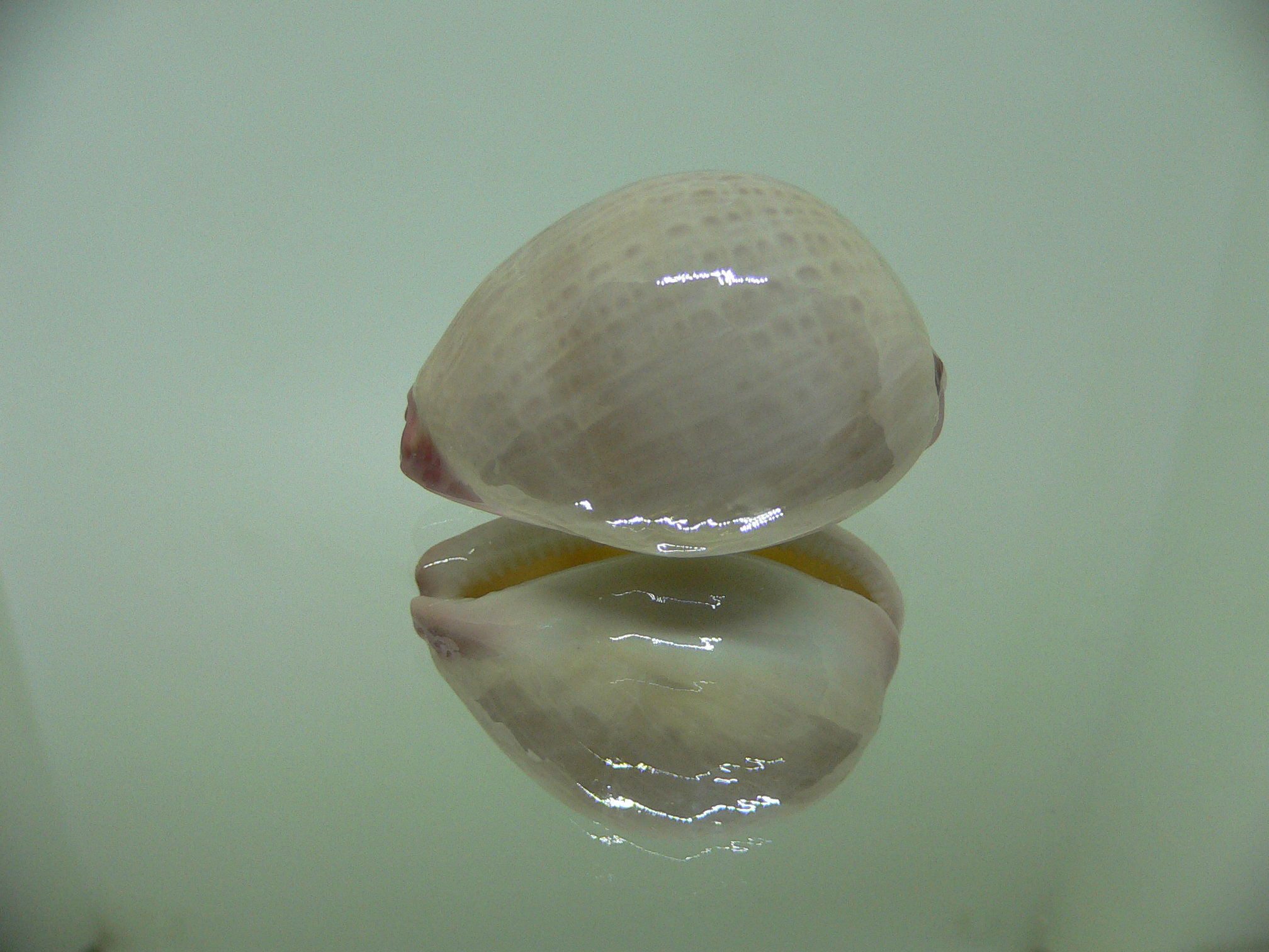 Cypraea reevei microsphaerica (var.)