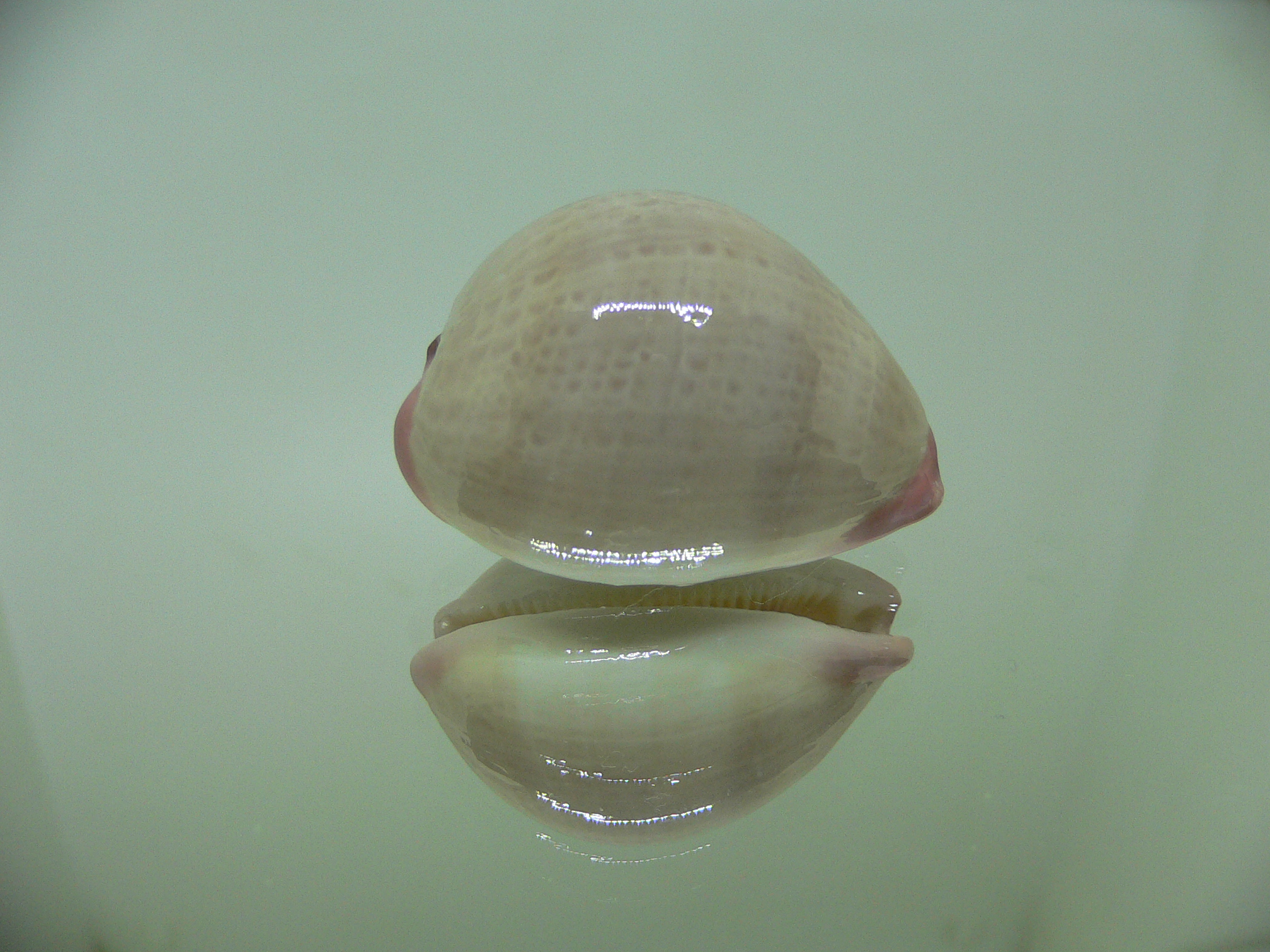 Cypraea reevei microsphaerica (var.)