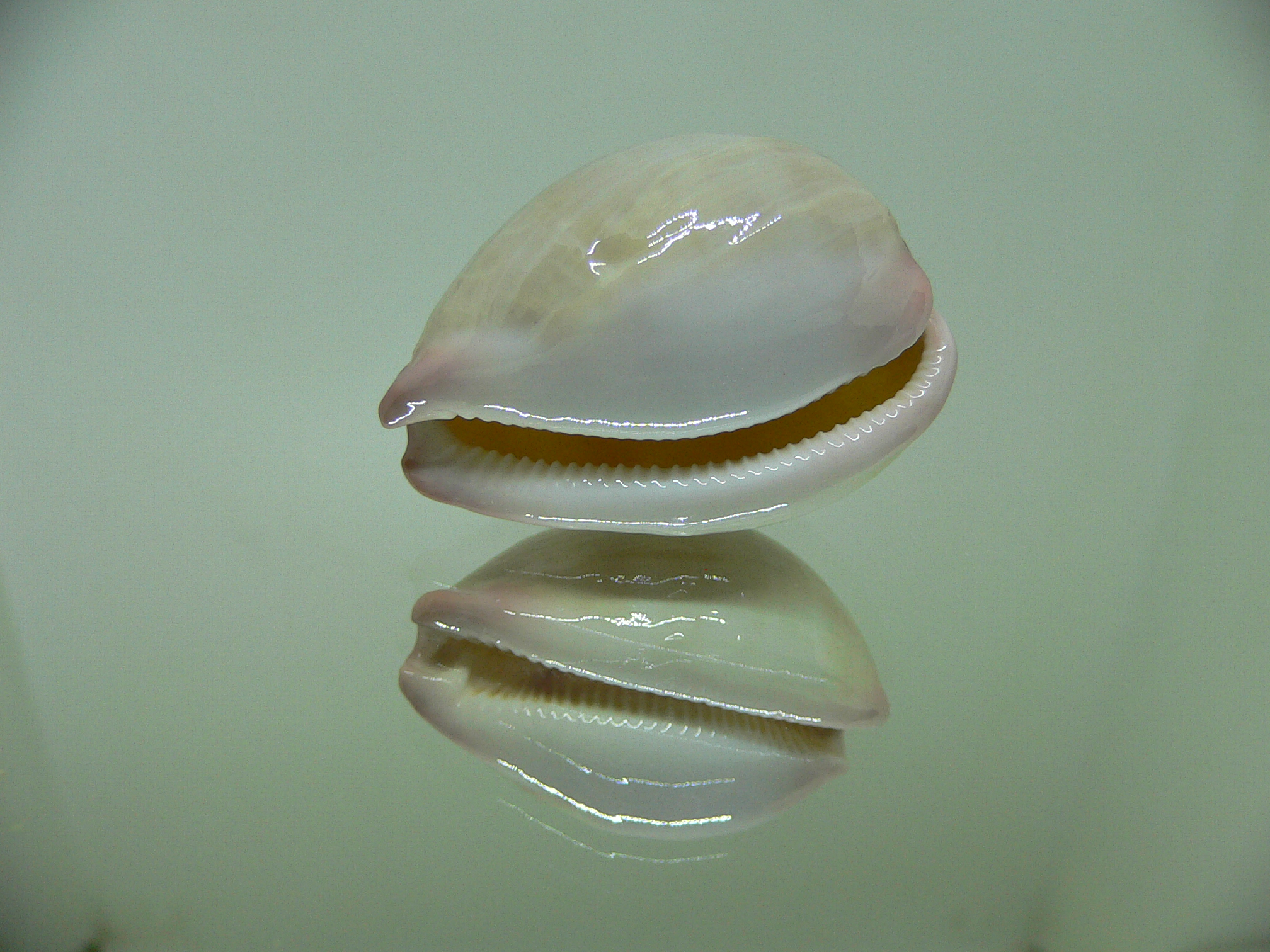 Cypraea reevei microsphaerica (var.)