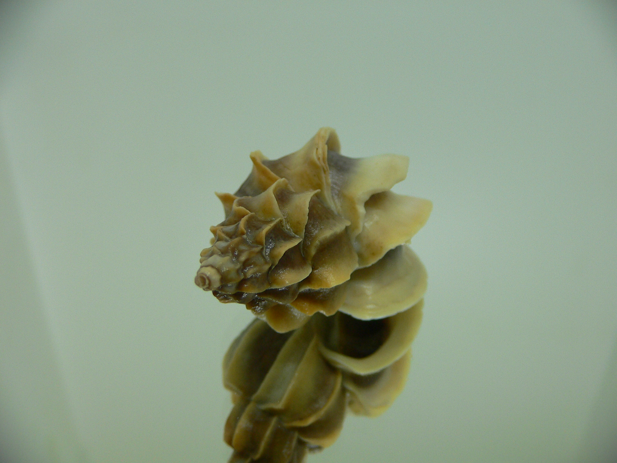 Boreotrophon candelabrum COLOR GIANT