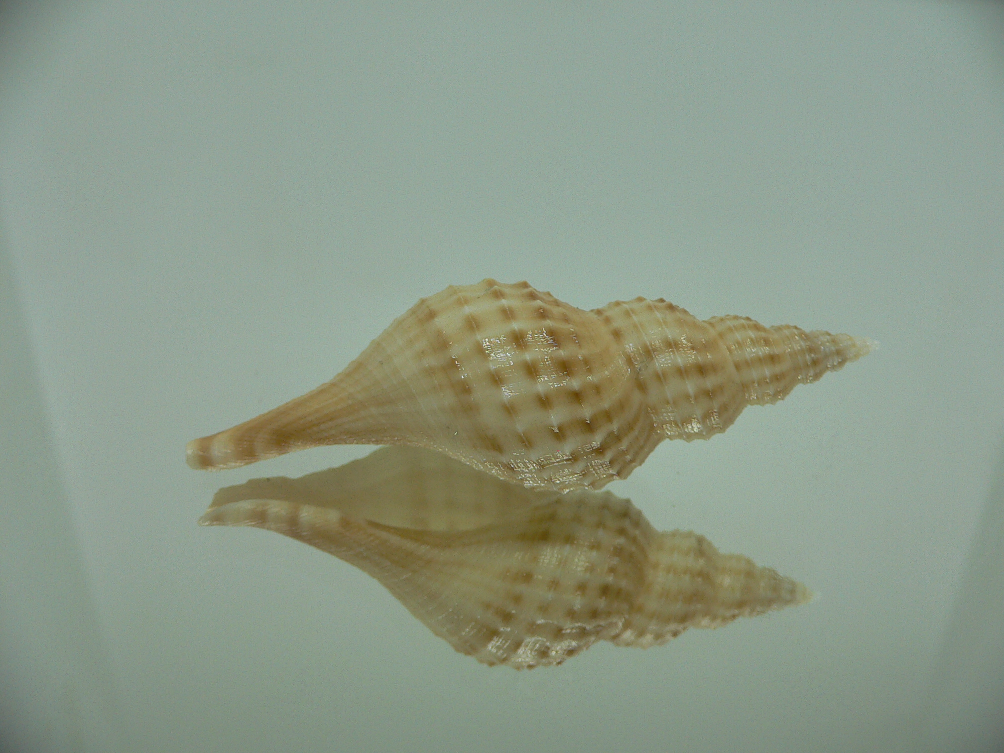 Granulifusus hayashii BIG & RELIEF