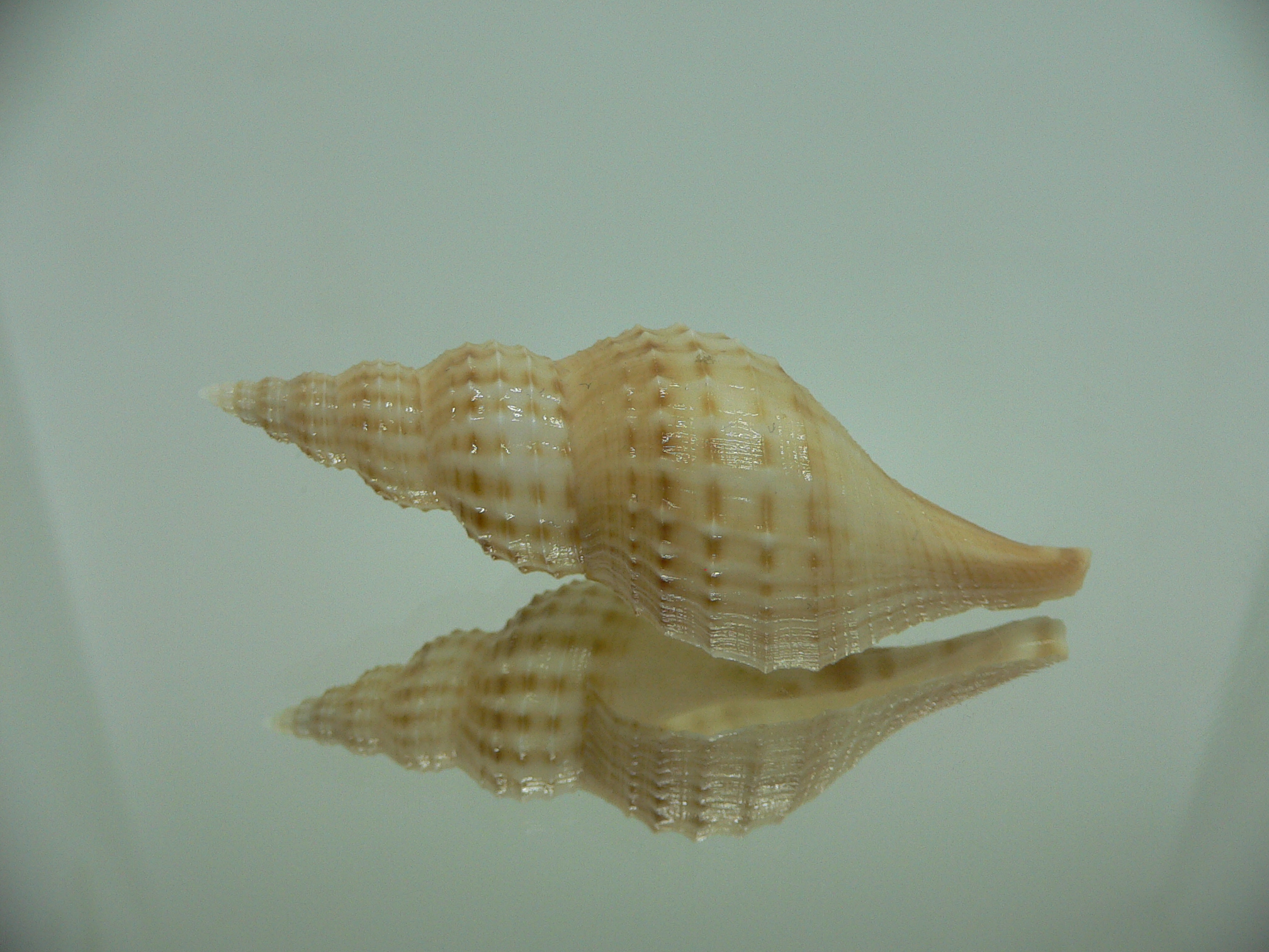 Granulifusus hayashii BIG & RELIEF