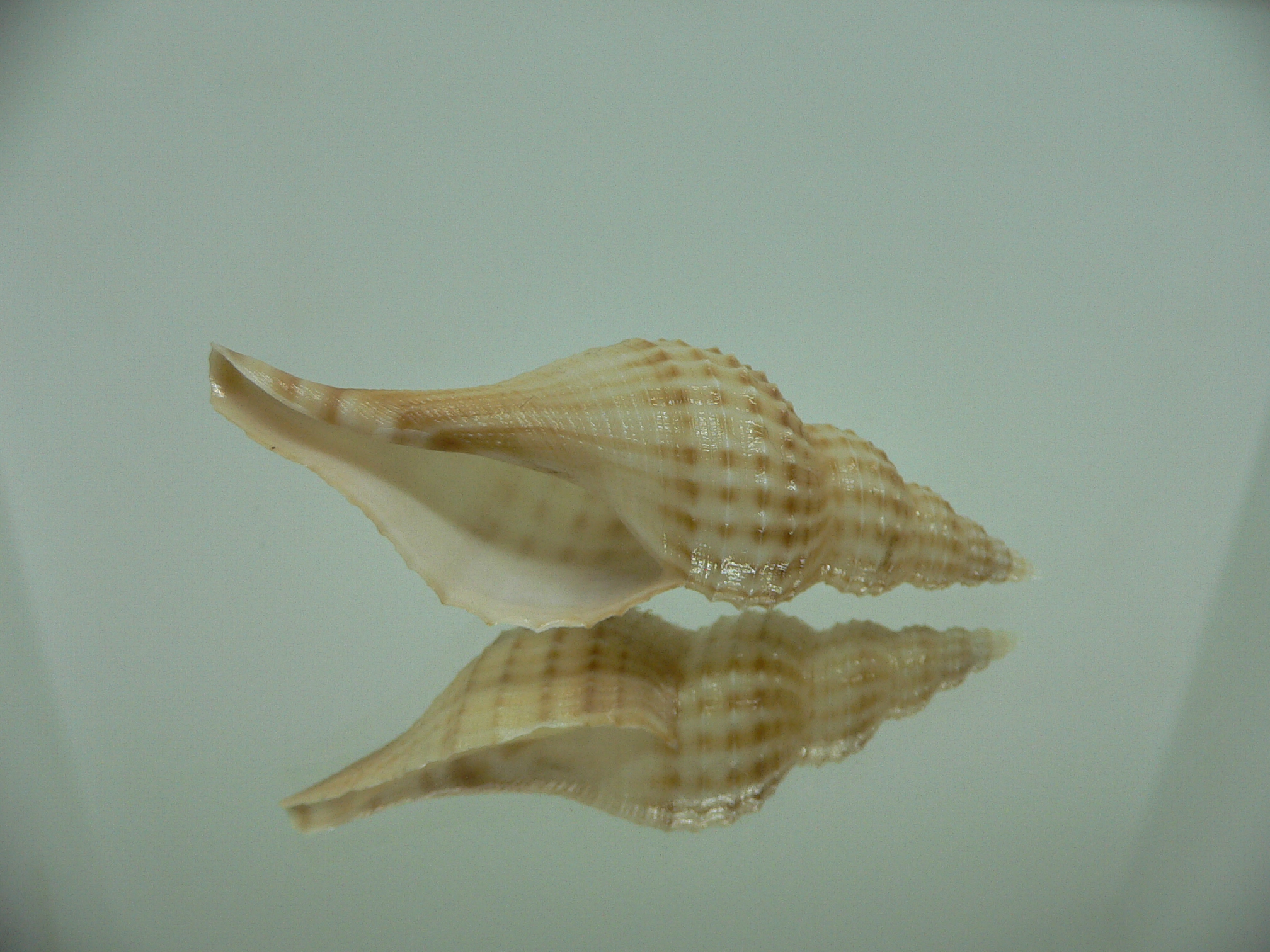 Granulifusus hayashii BIG & RELIEF