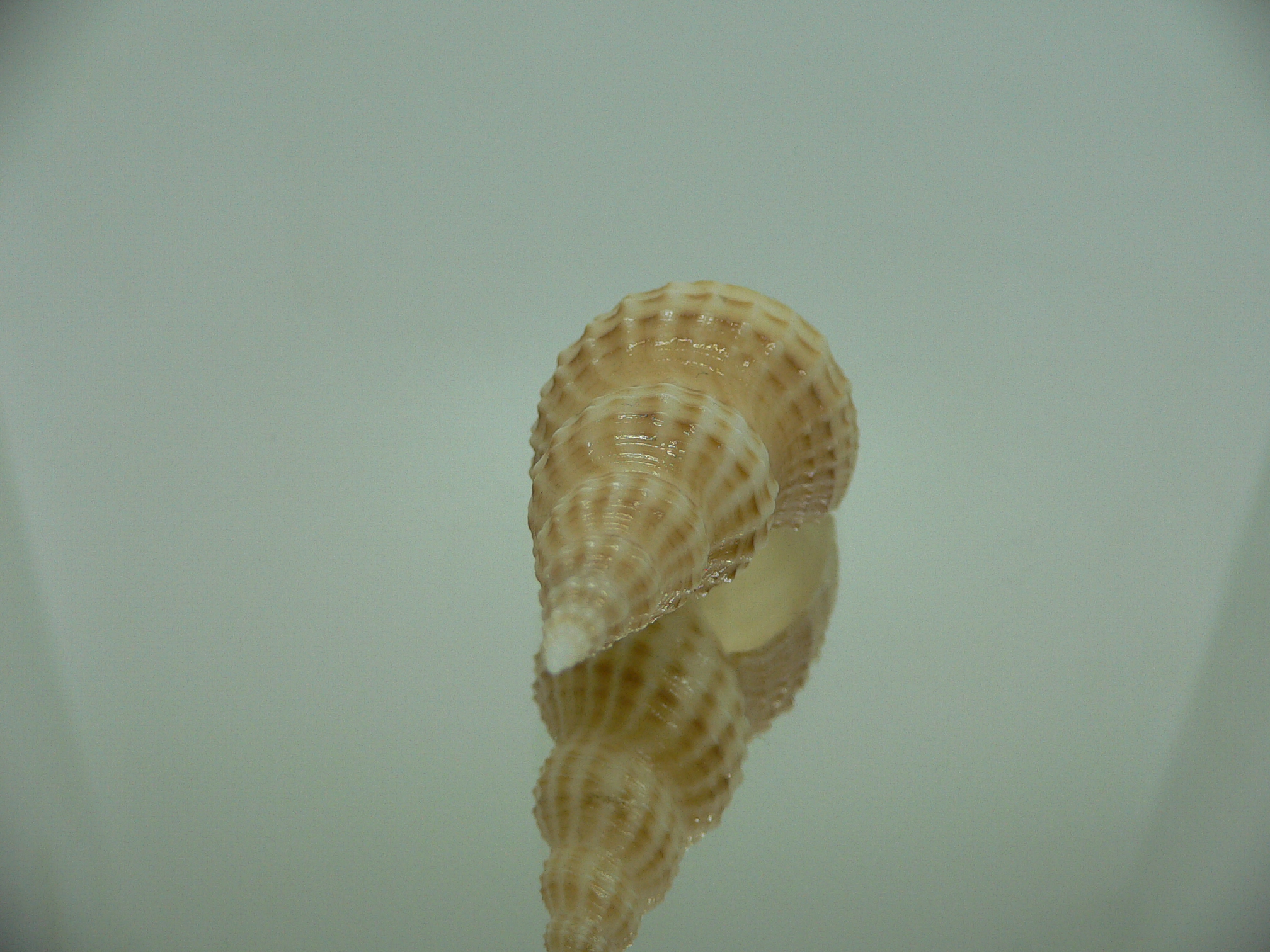 Granulifusus hayashii BIG & RELIEF