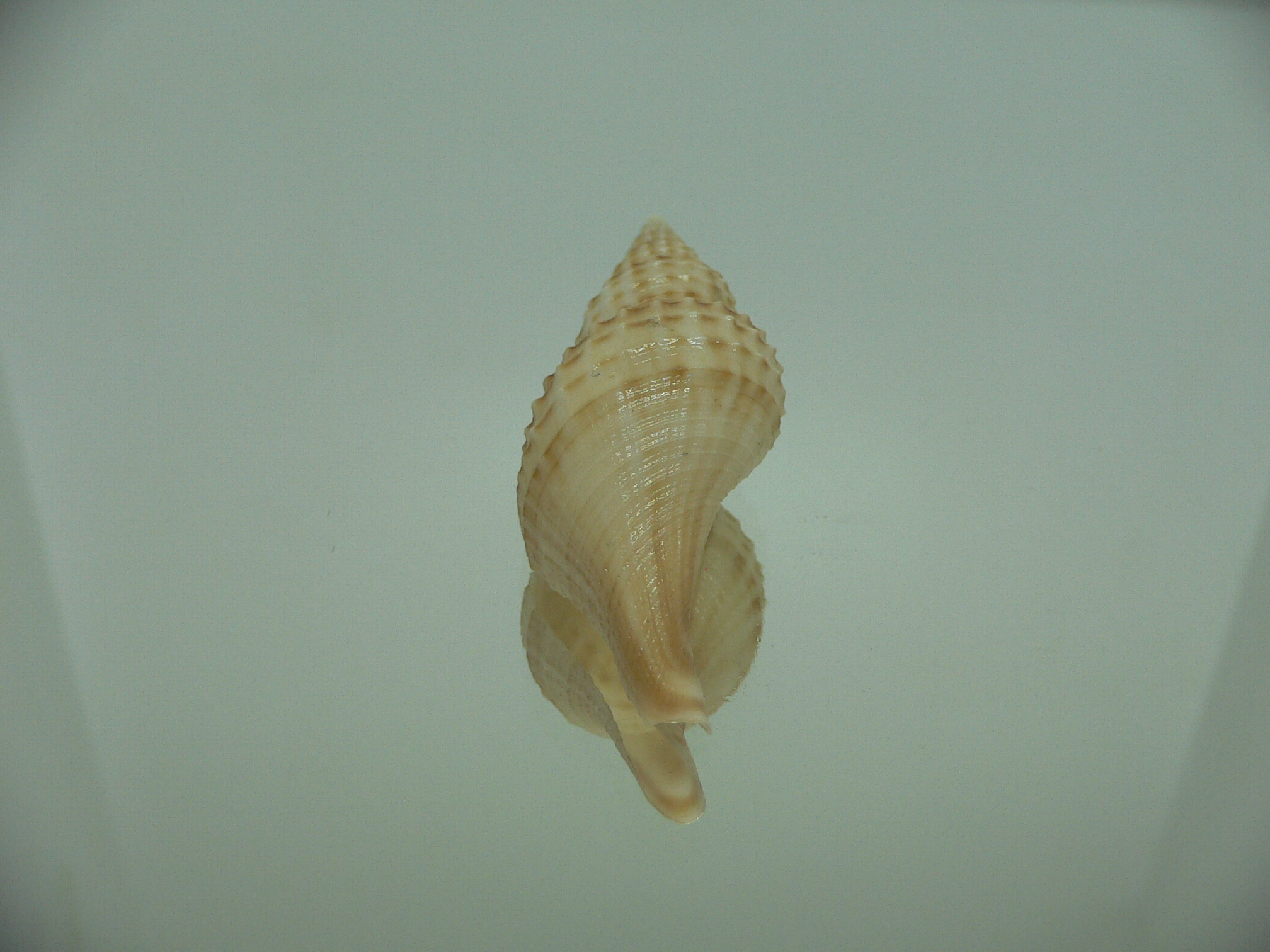 Granulifusus hayashii BIG & RELIEF