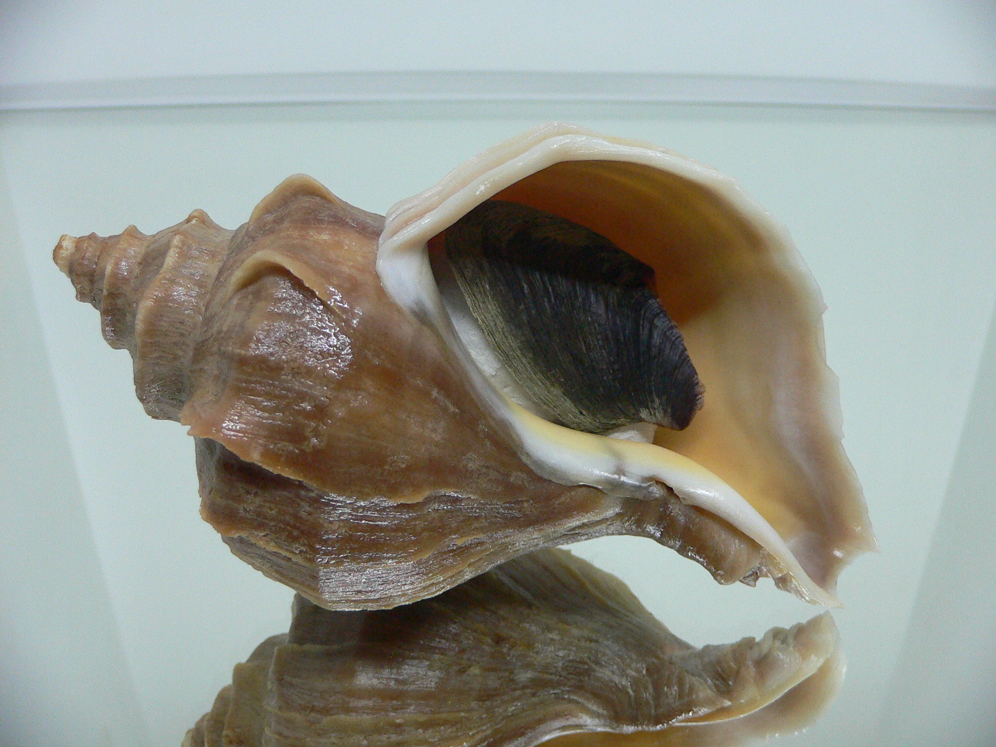 Neptunea polycostata polycostata BLOND