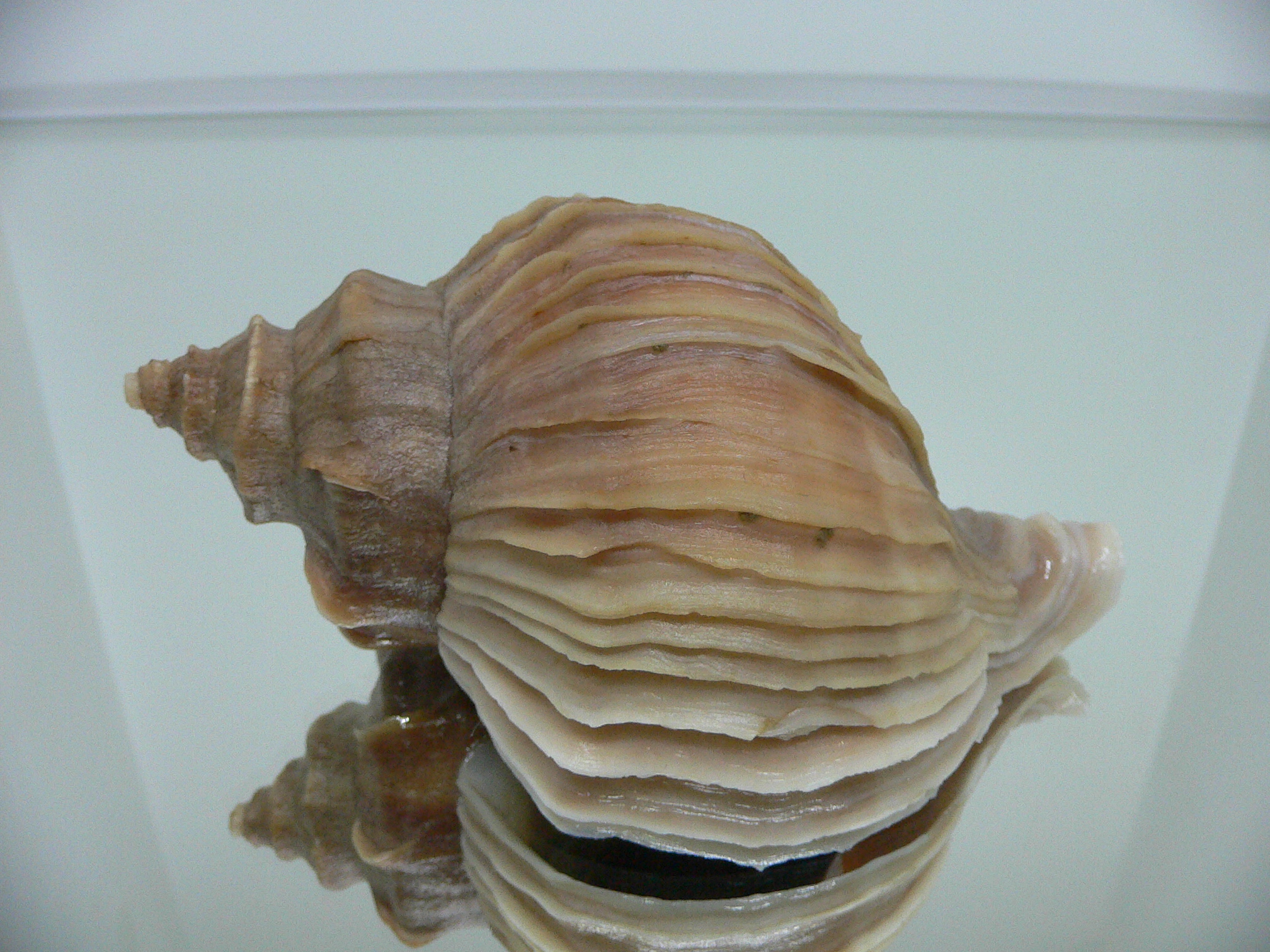 Neptunea polycostata polycostata BLOND