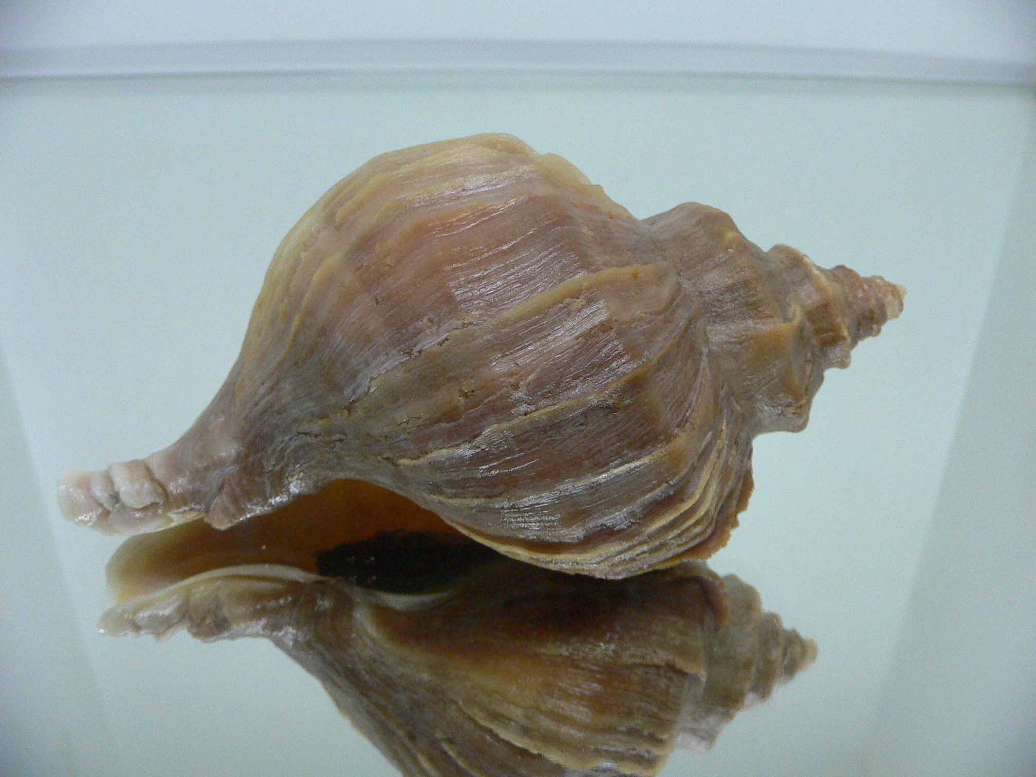 Neptunea polycostata polycostata BLOND