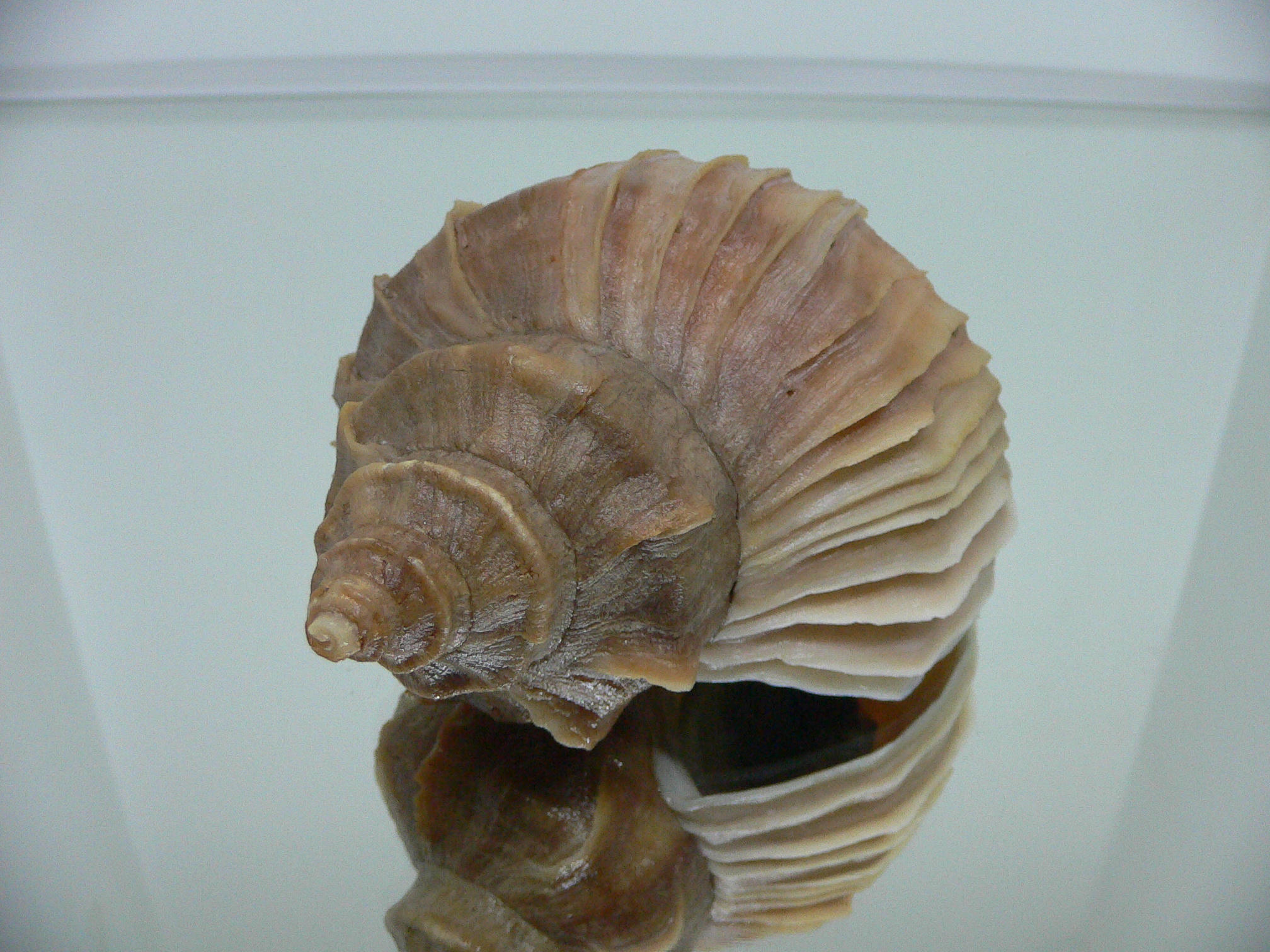 Neptunea polycostata polycostata BLOND