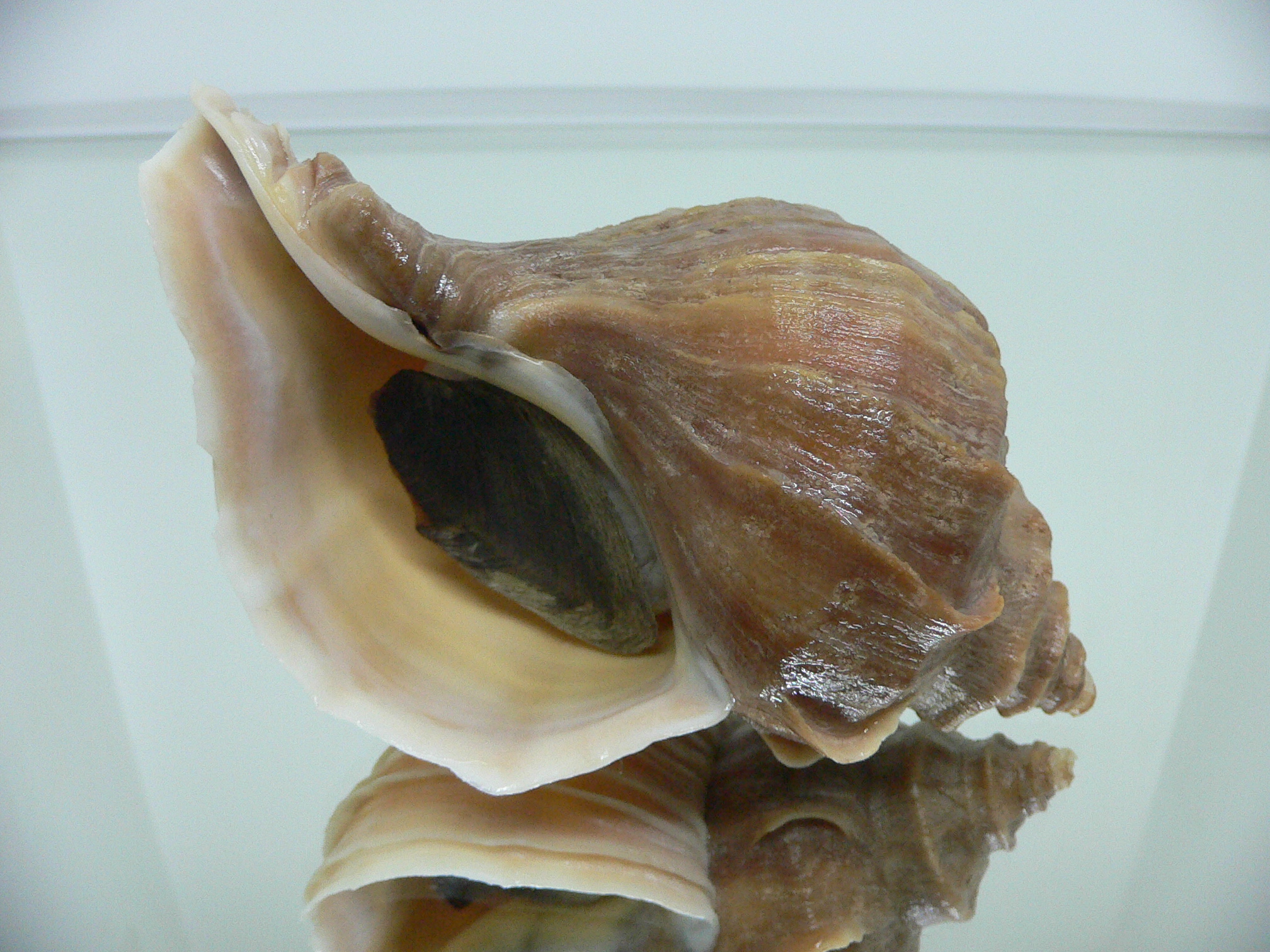 Neptunea polycostata polycostata BLOND