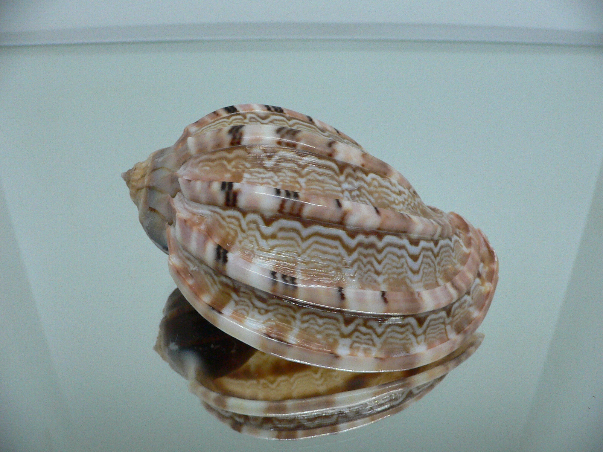 Harpa major PINK COLOR