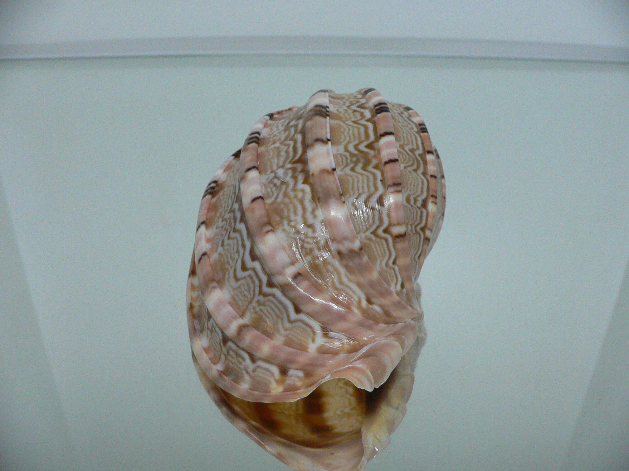 Harpa major PINK COLOR