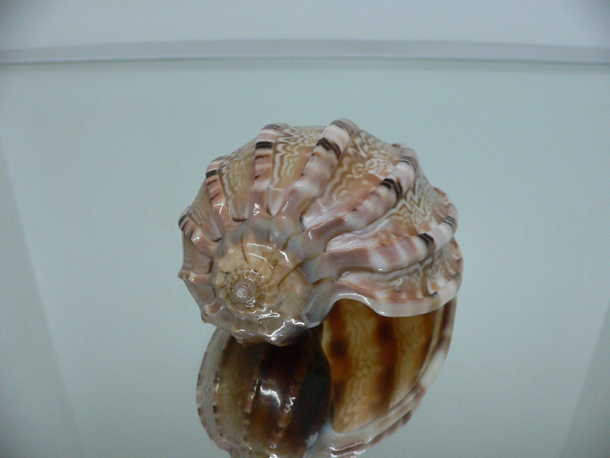 Harpa major PINK COLOR