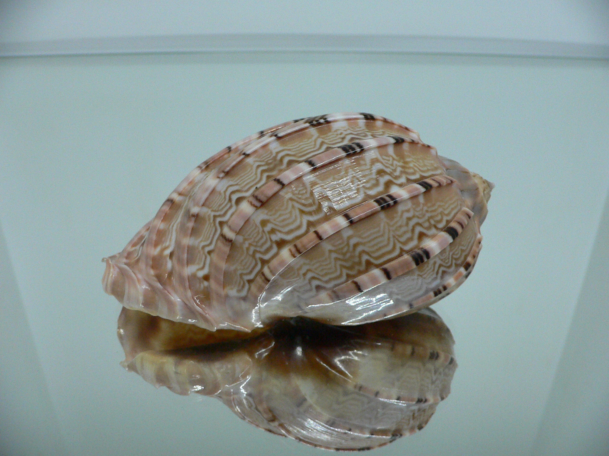 Harpa major PINK COLOR