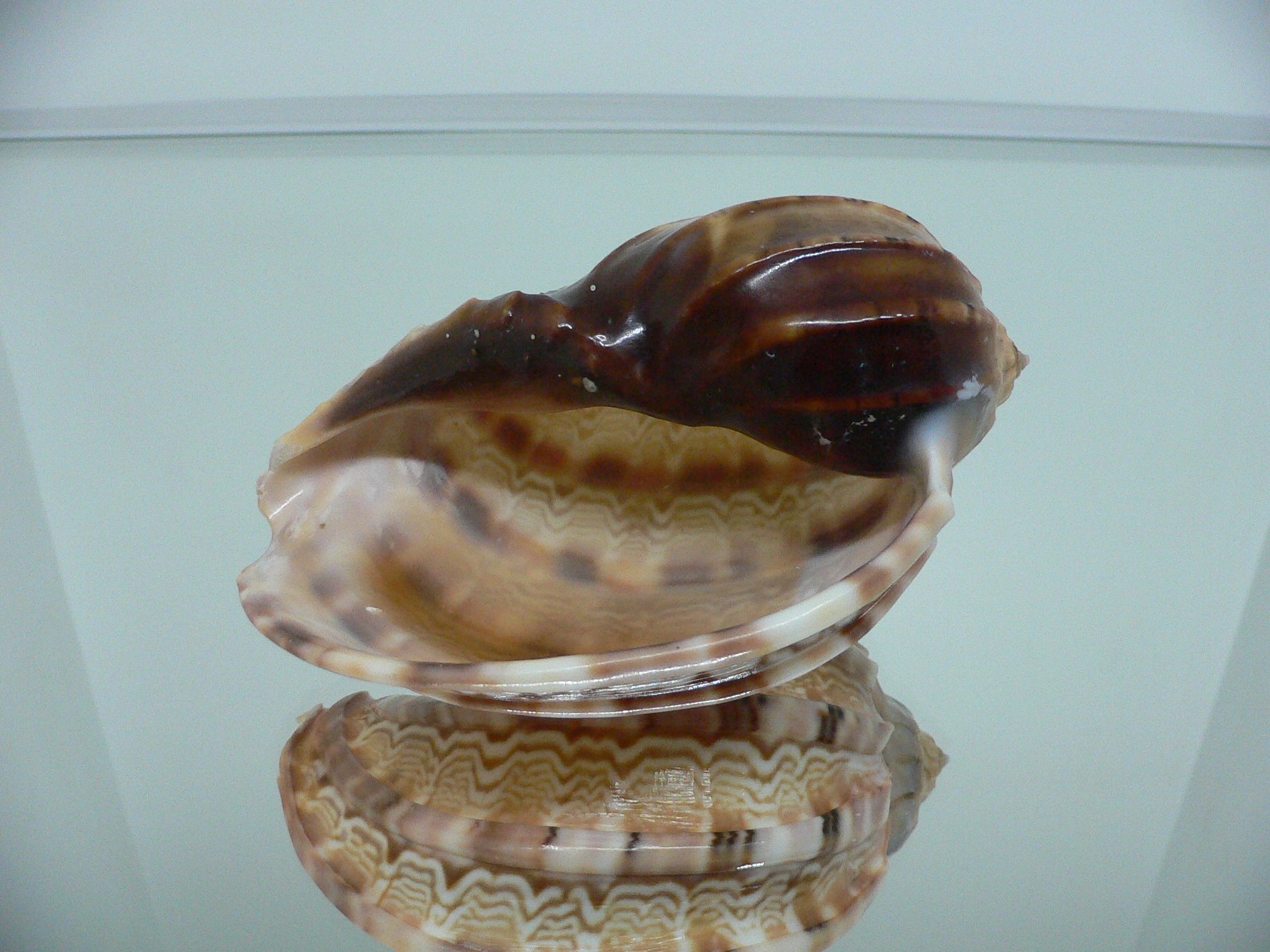 Harpa major PINK COLOR