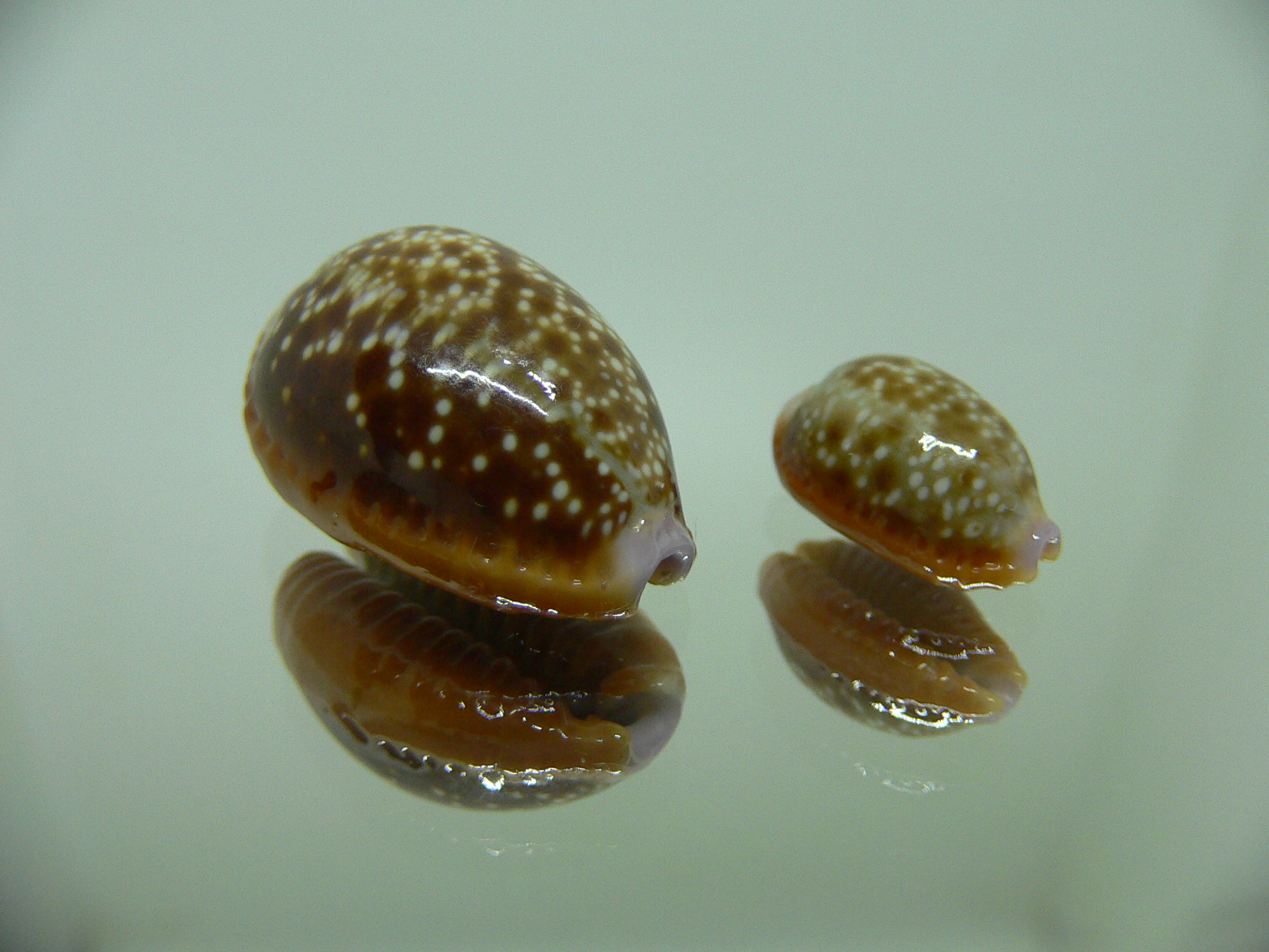 Cypraea helvola helvola (комплект) 3