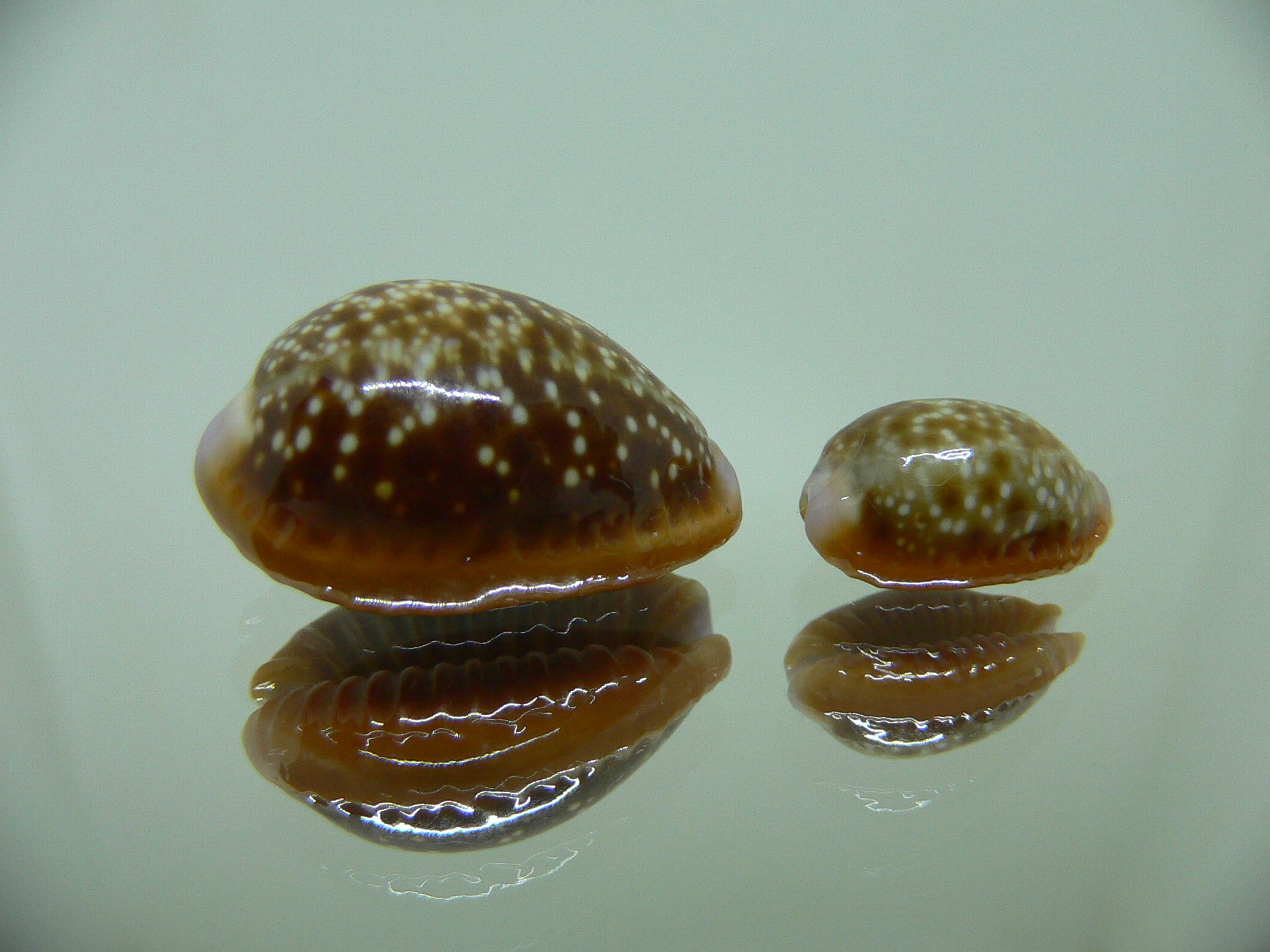 Cypraea helvola helvola (комплект) 3