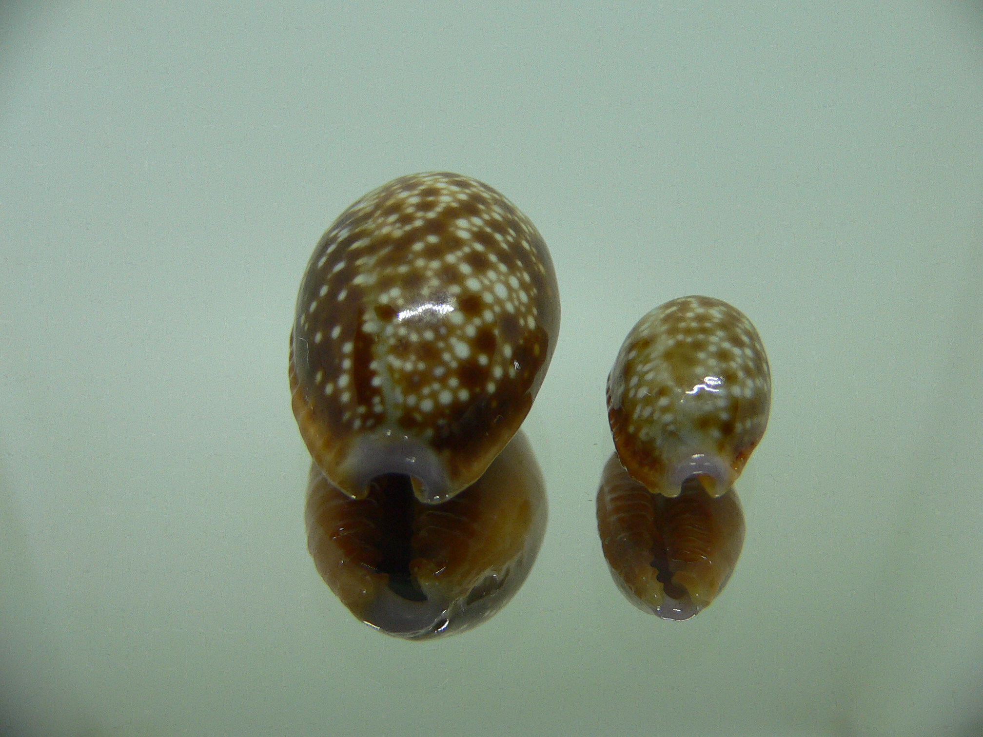 Cypraea helvola helvola (комплект) 3