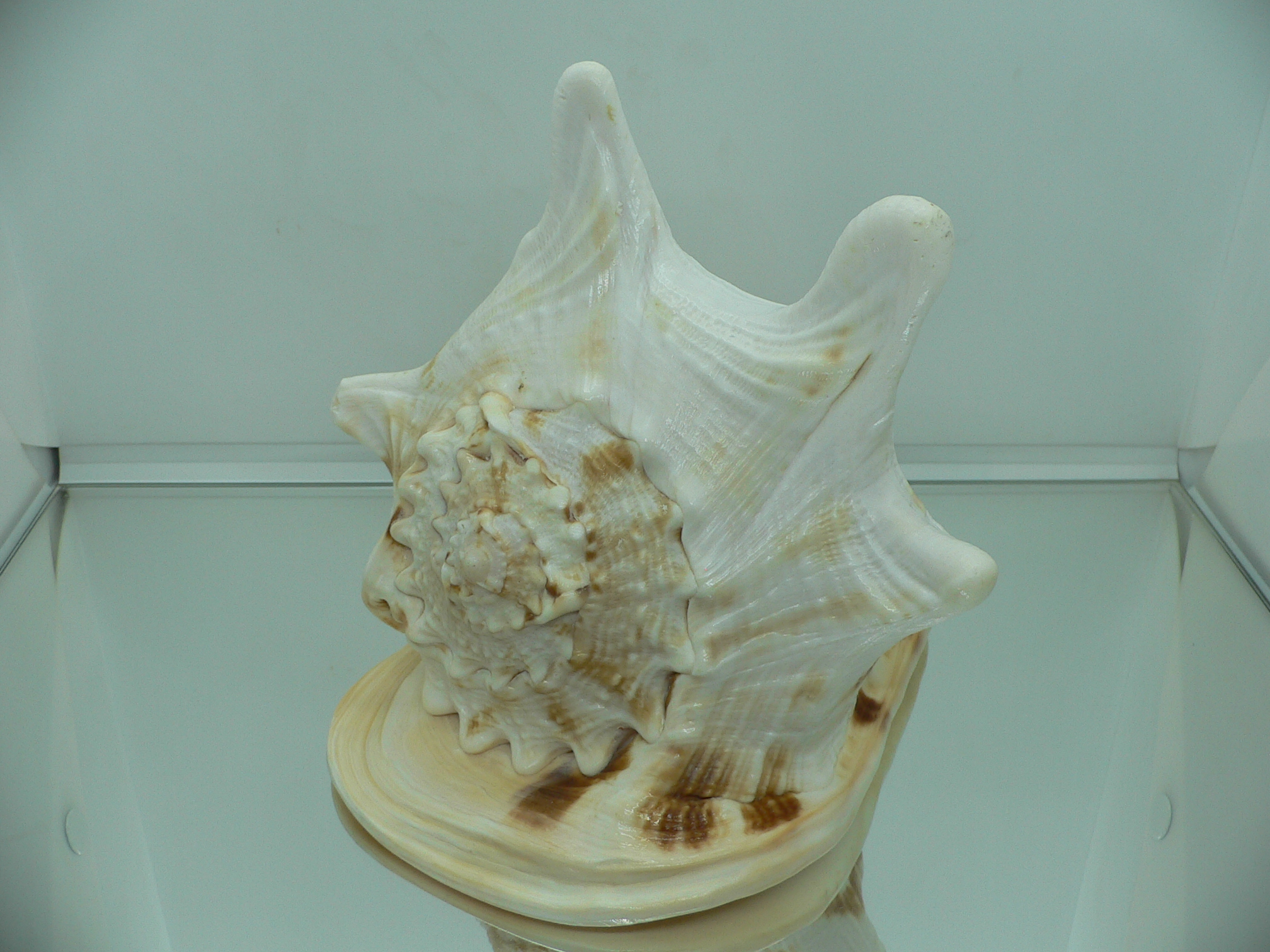 Cassis cornuta HORNS