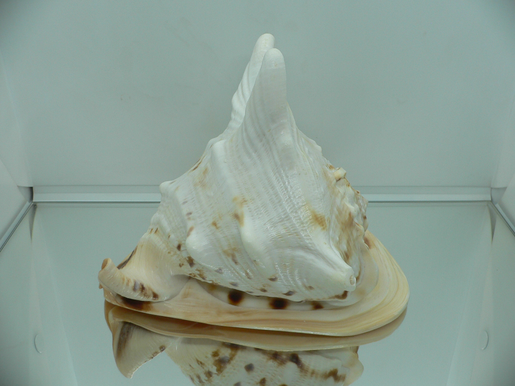 Cassis cornuta HORNS