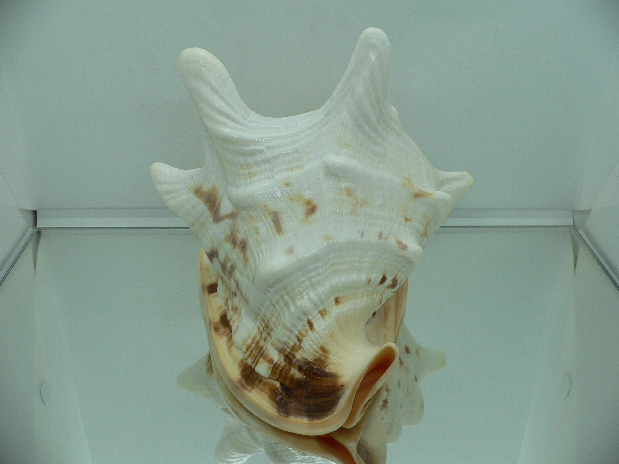 Cassis cornuta HORNS