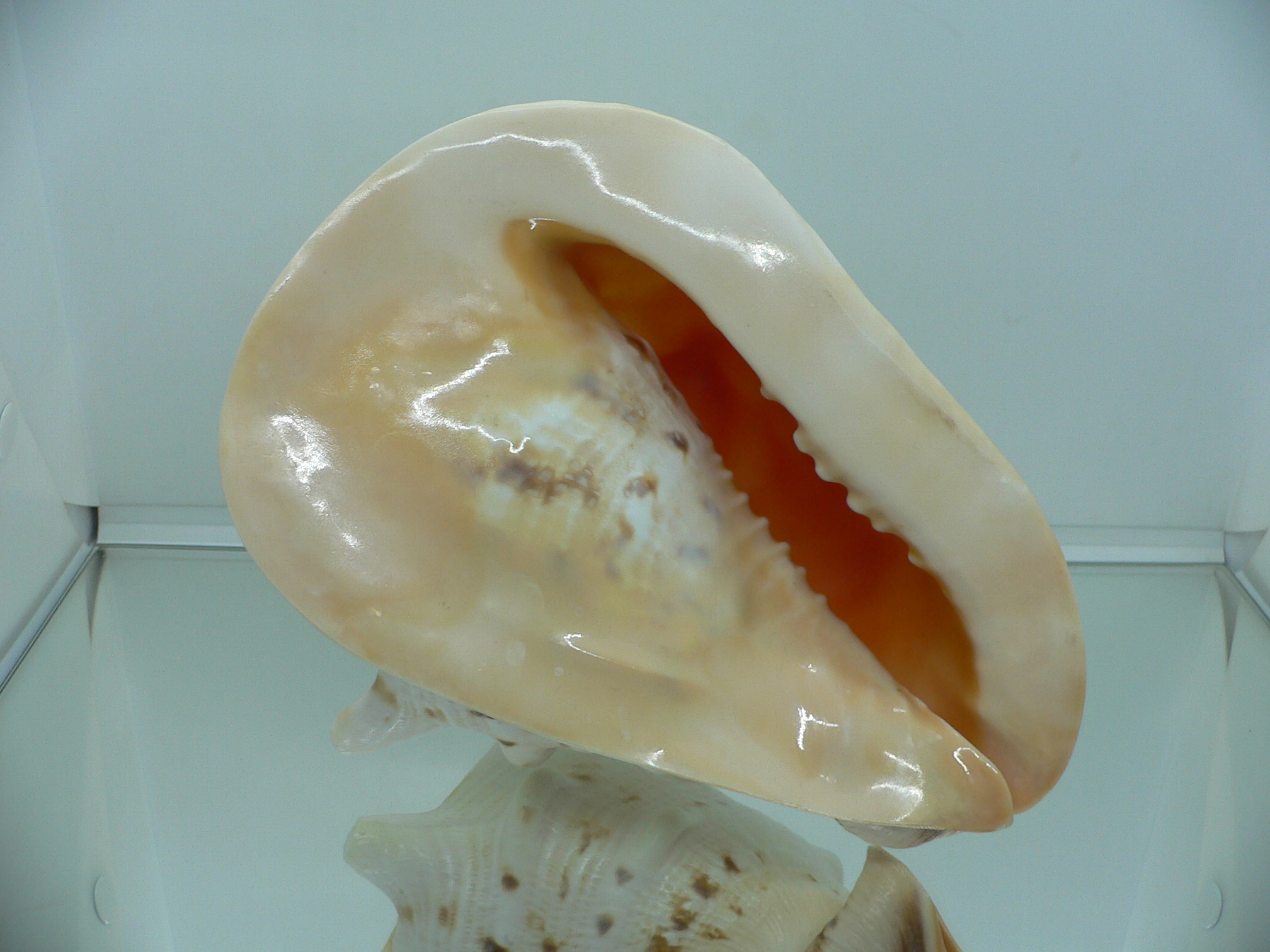 Cassis cornuta HORNS