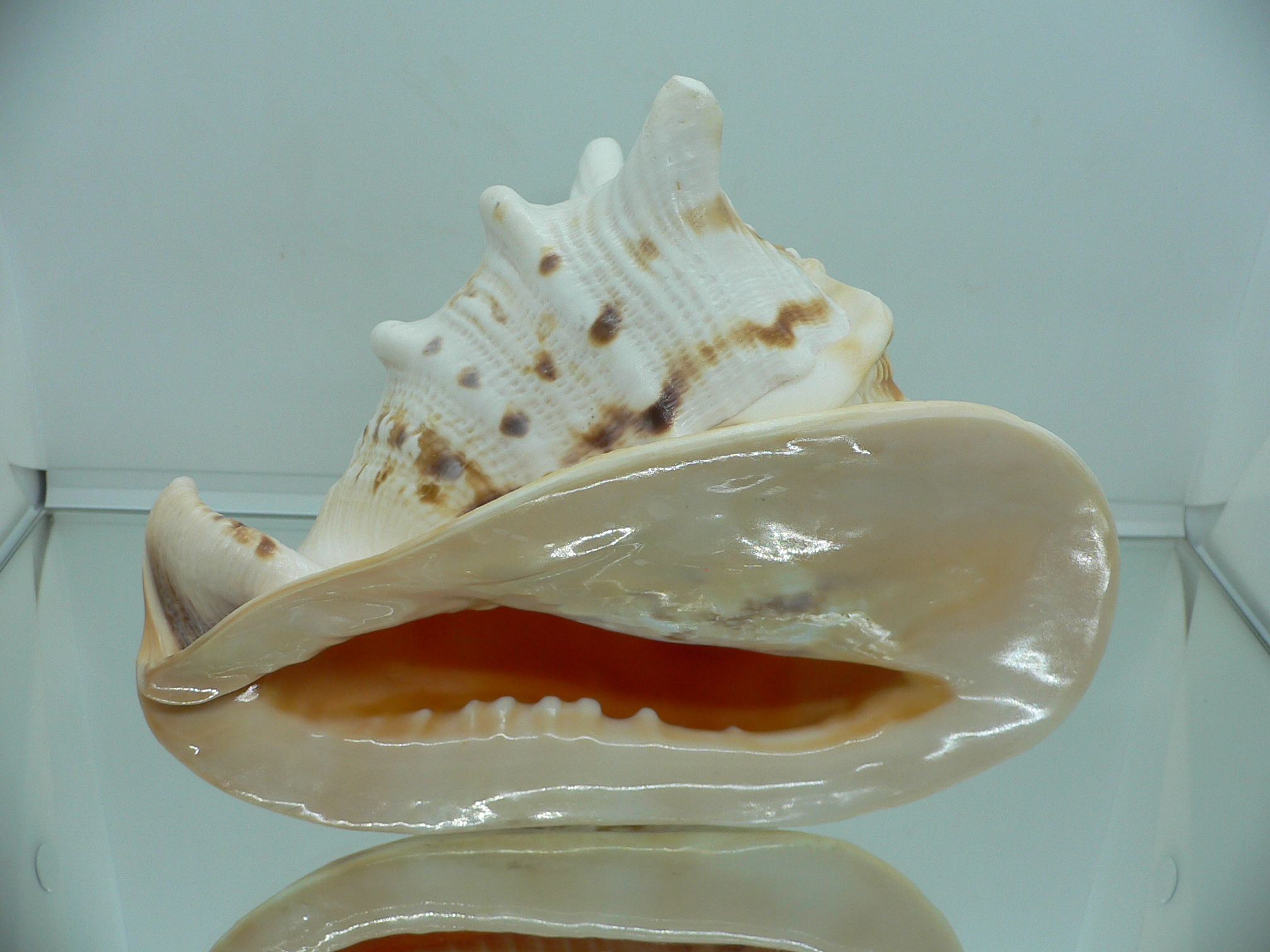 Cassis cornuta HORNS