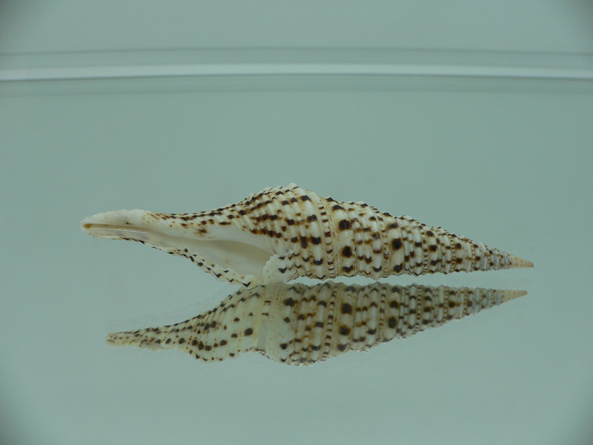 Turris crispa crispa