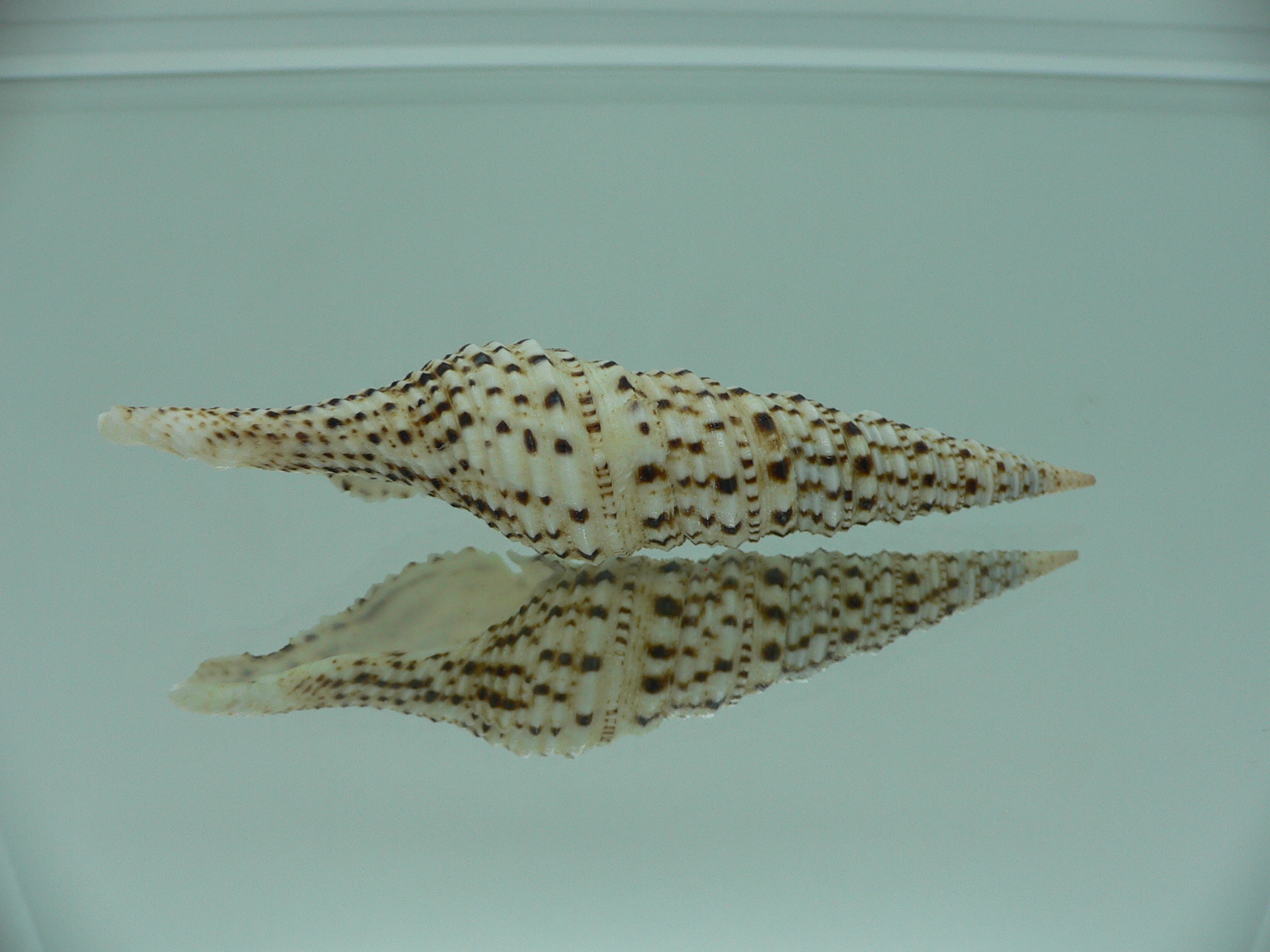 Turris crispa crispa