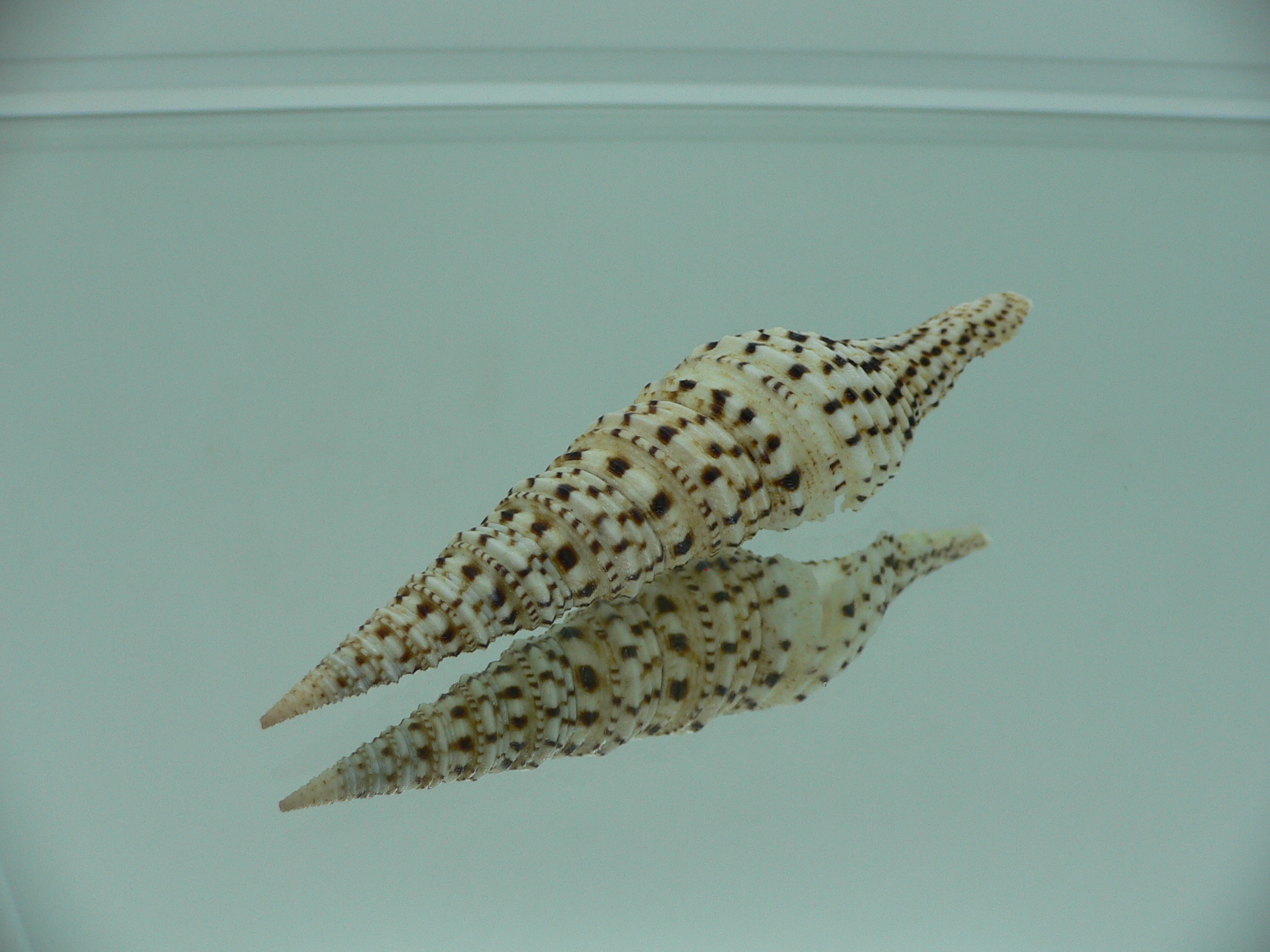 Turris crispa crispa