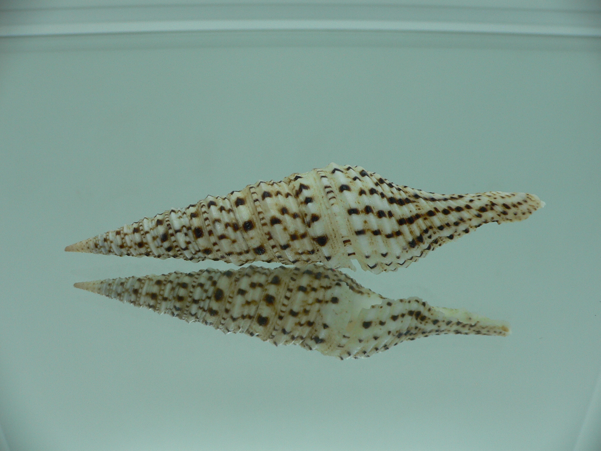 Turris crispa crispa