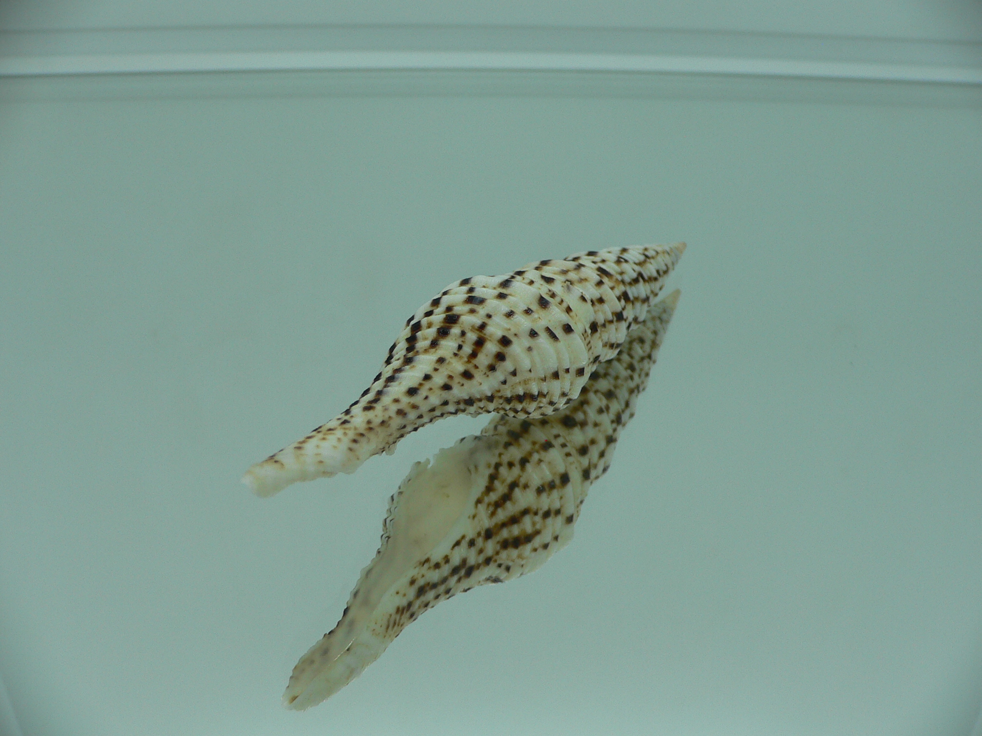 Turris crispa crispa