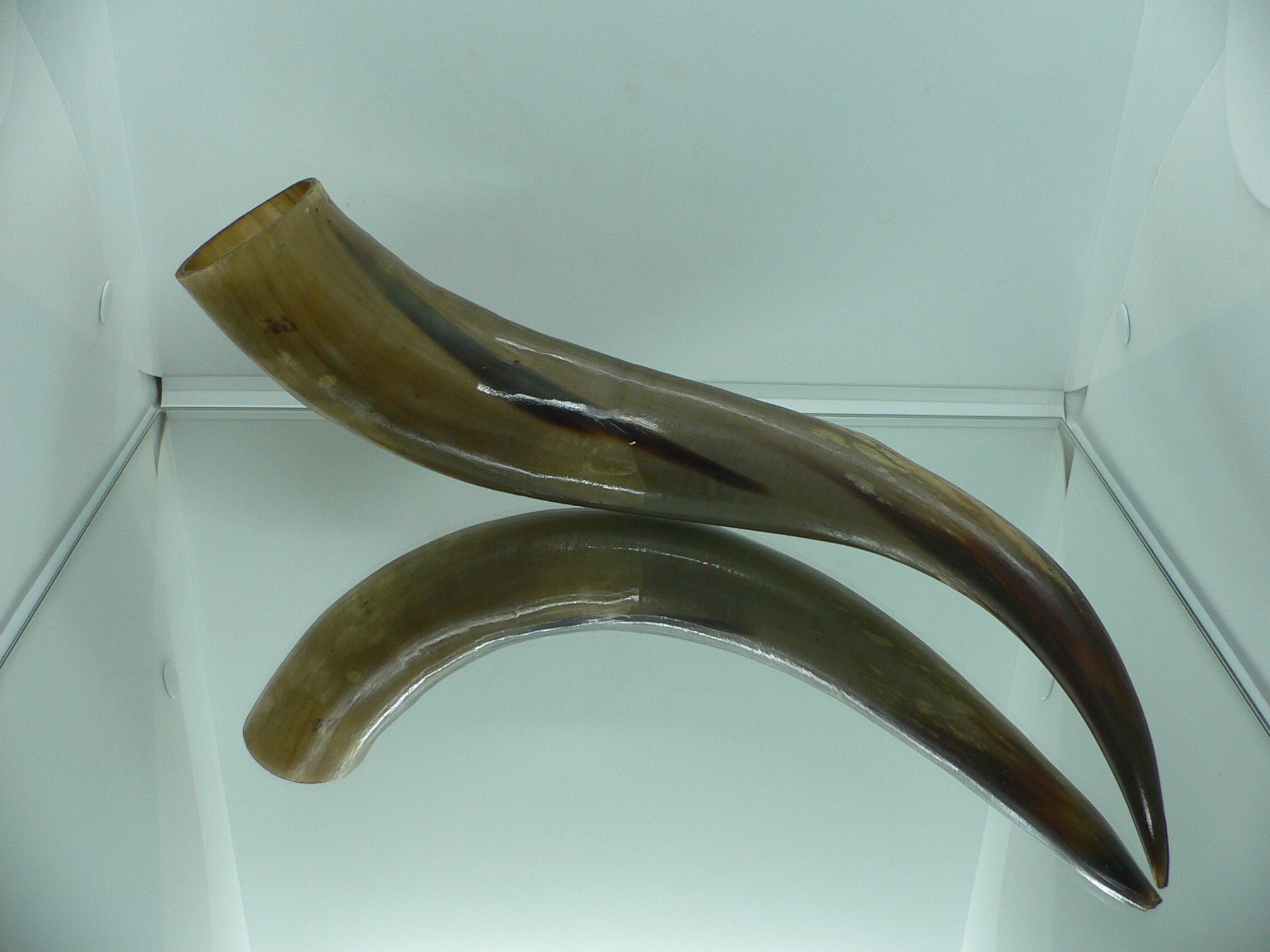 Рог дикого Яка