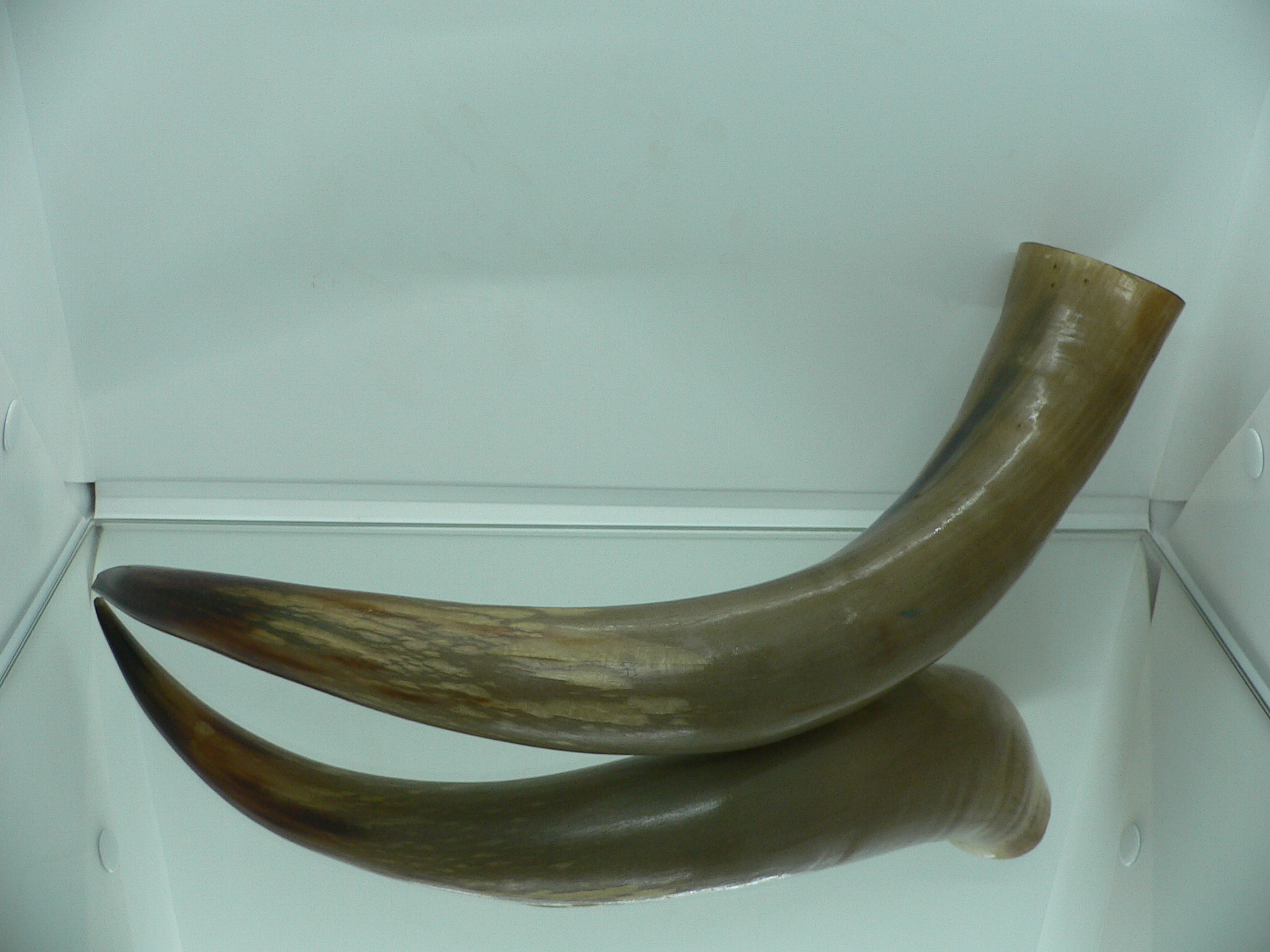 Рог дикого Яка