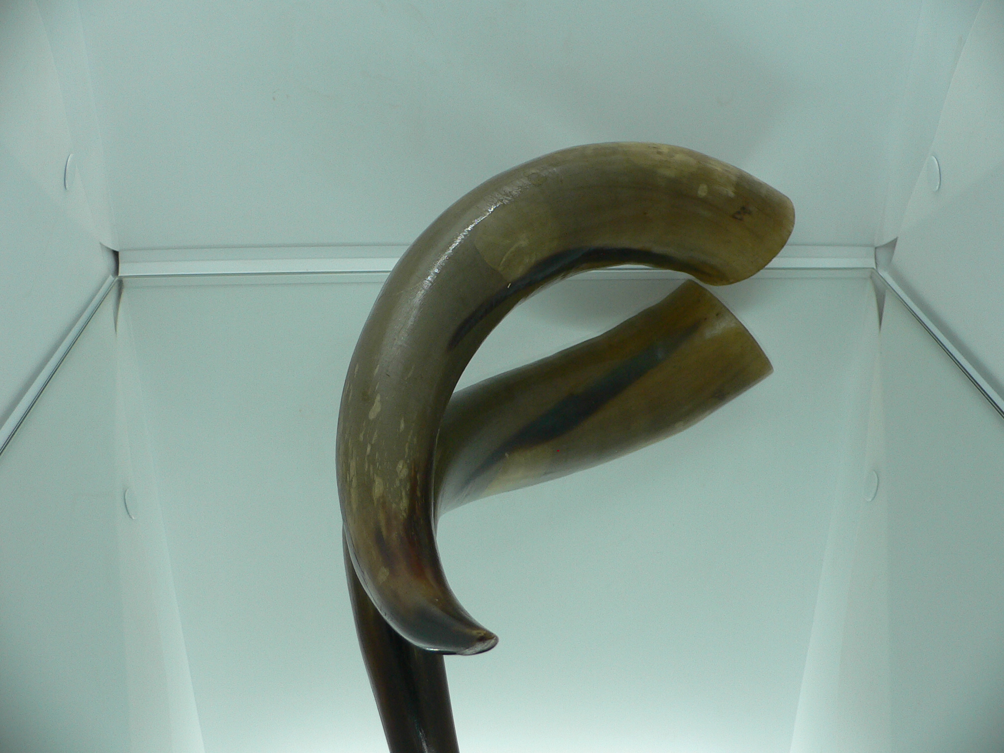 Рог дикого Яка