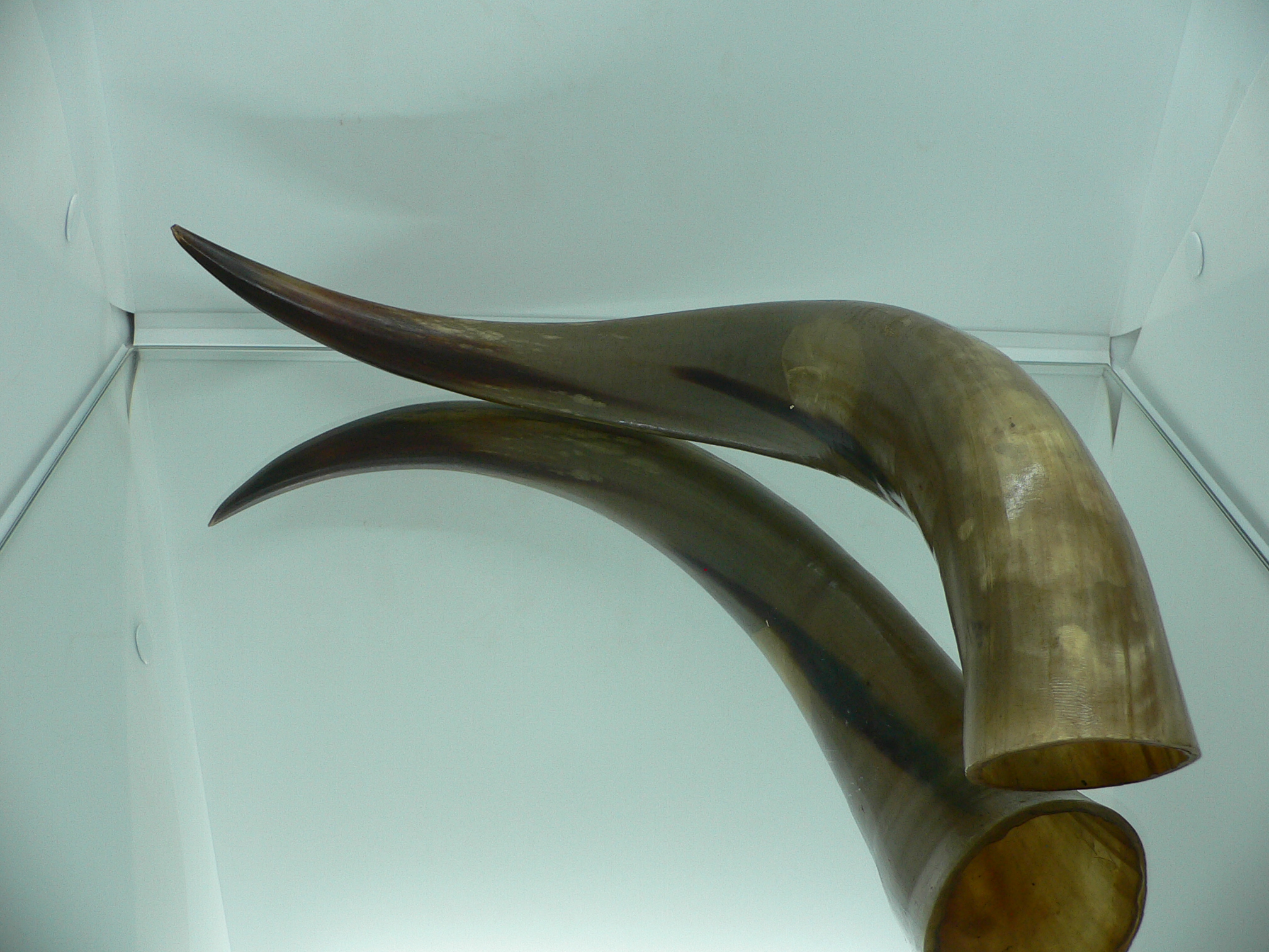 Рог дикого Яка