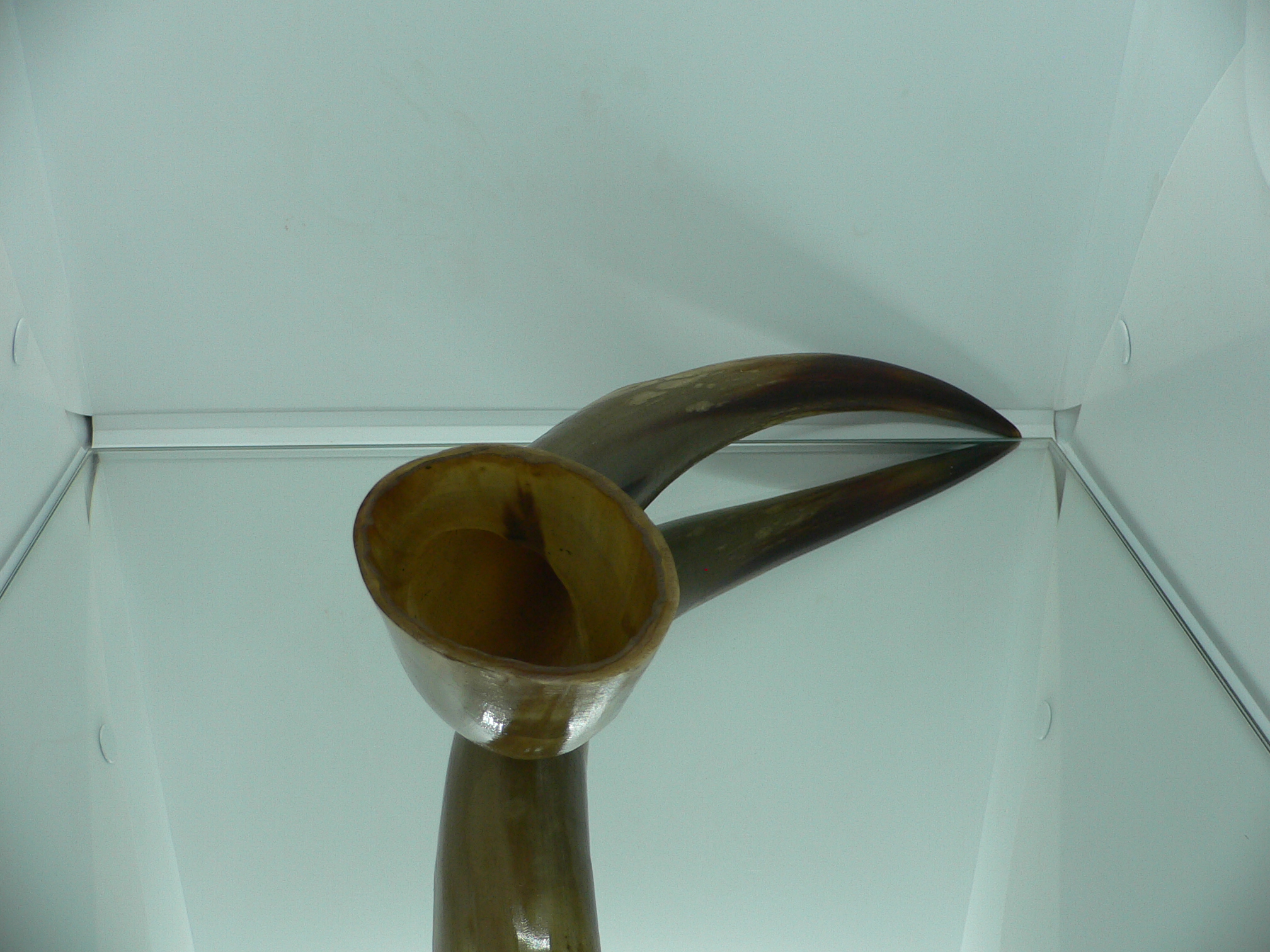 Рог дикого Яка