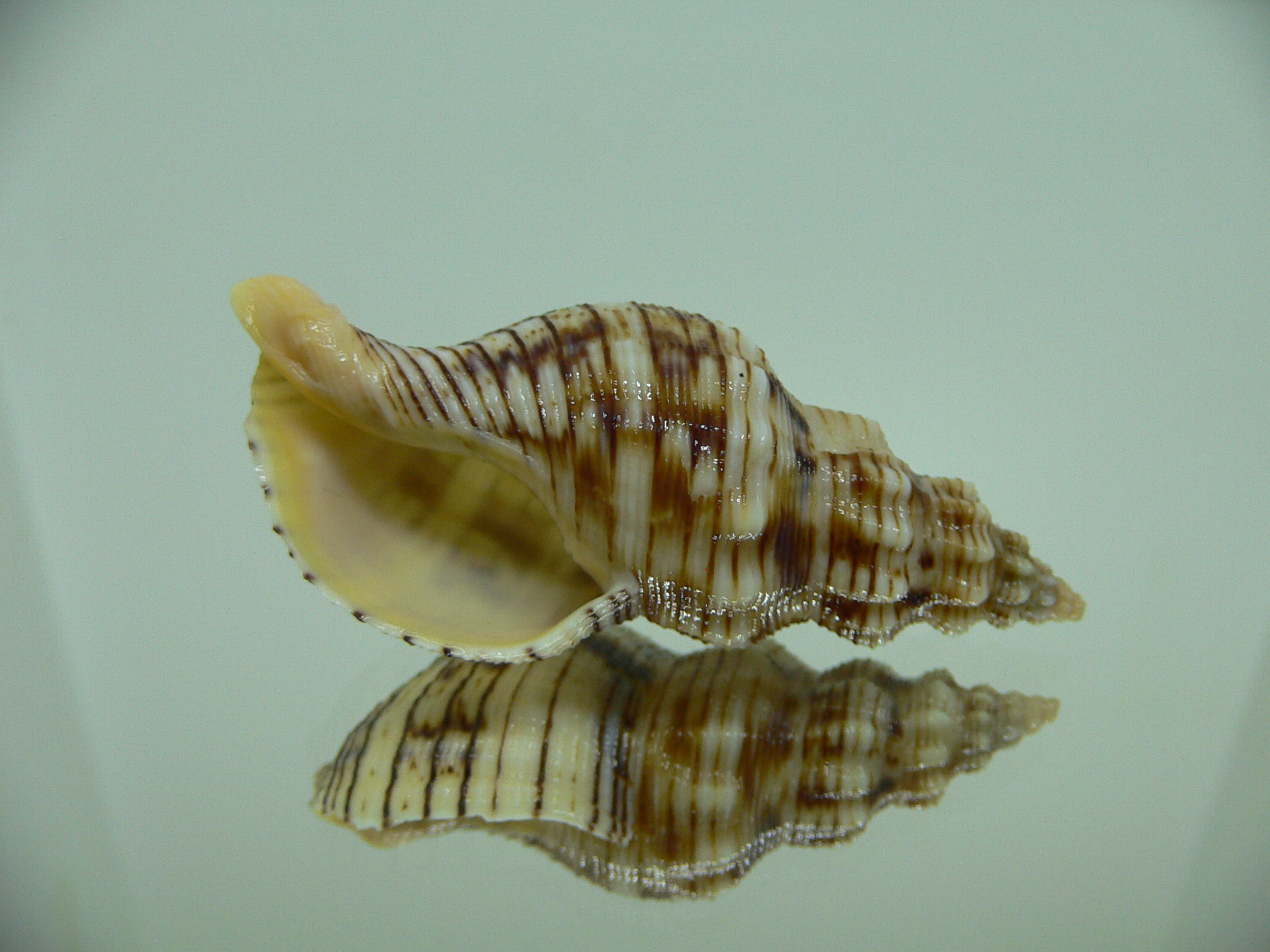 Siphonalia spadicea spadicea BIG & ORNAMENT