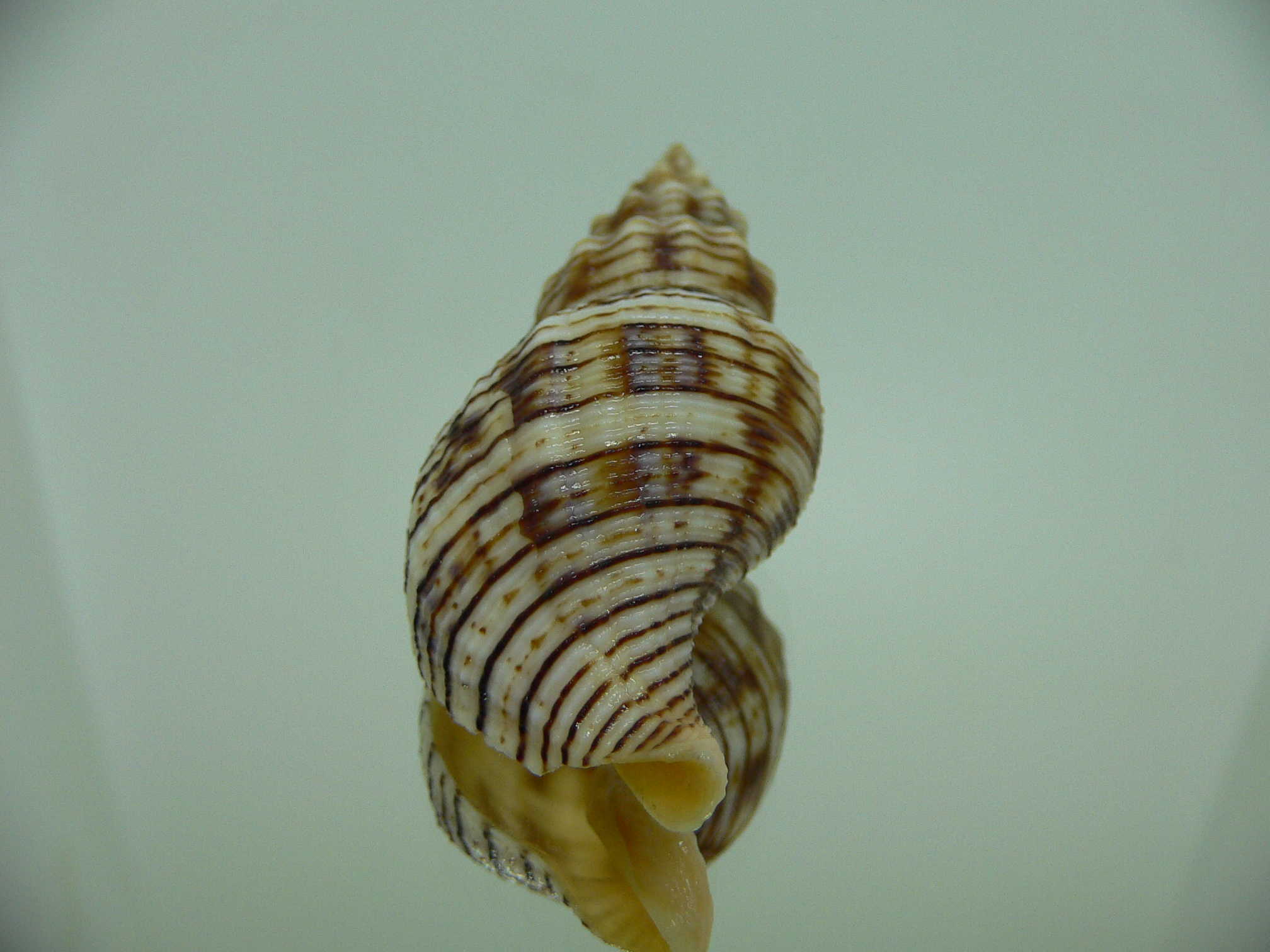 Siphonalia spadicea spadicea BIG & ORNAMENT