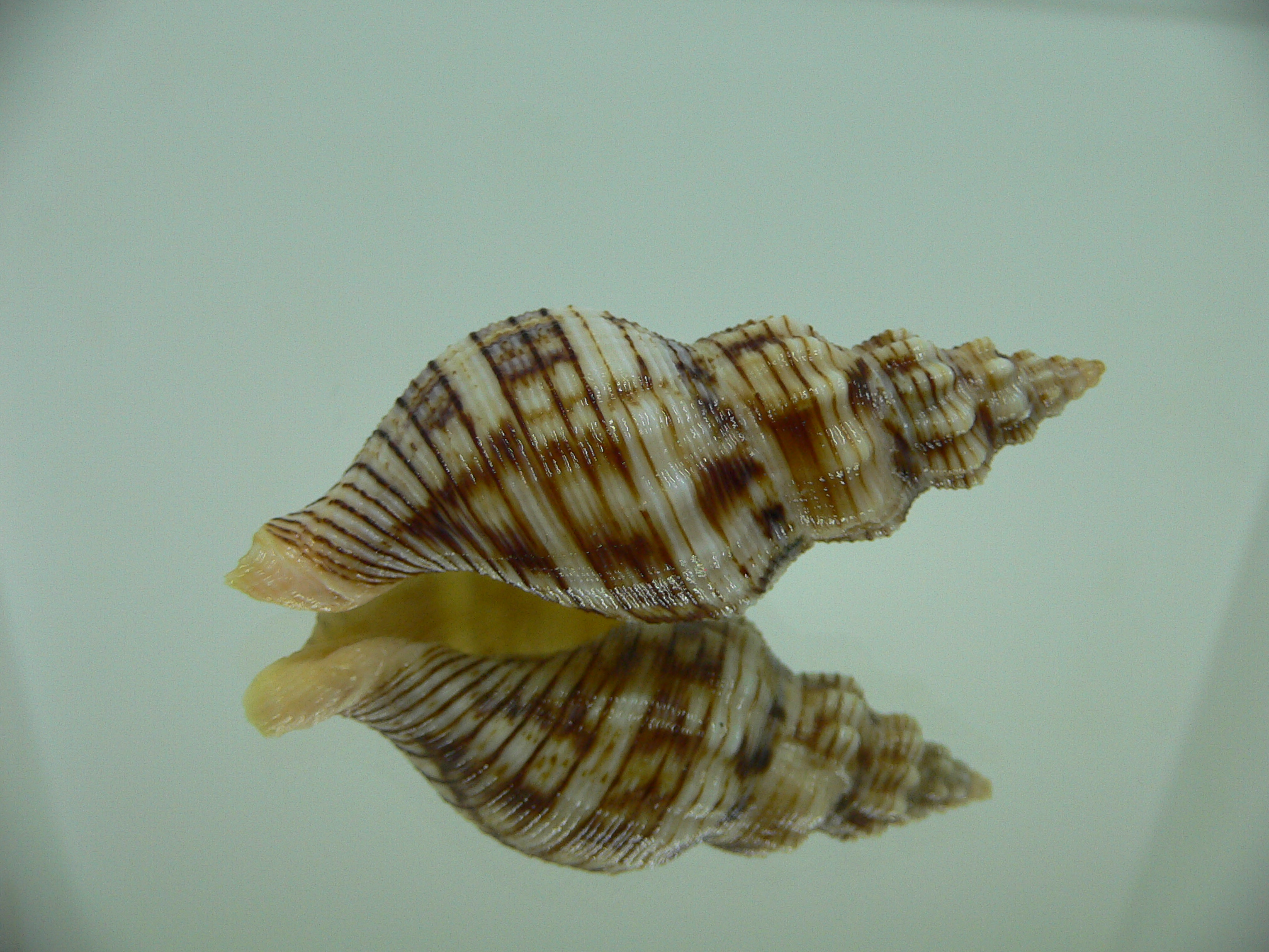 Siphonalia spadicea spadicea BIG & ORNAMENT
