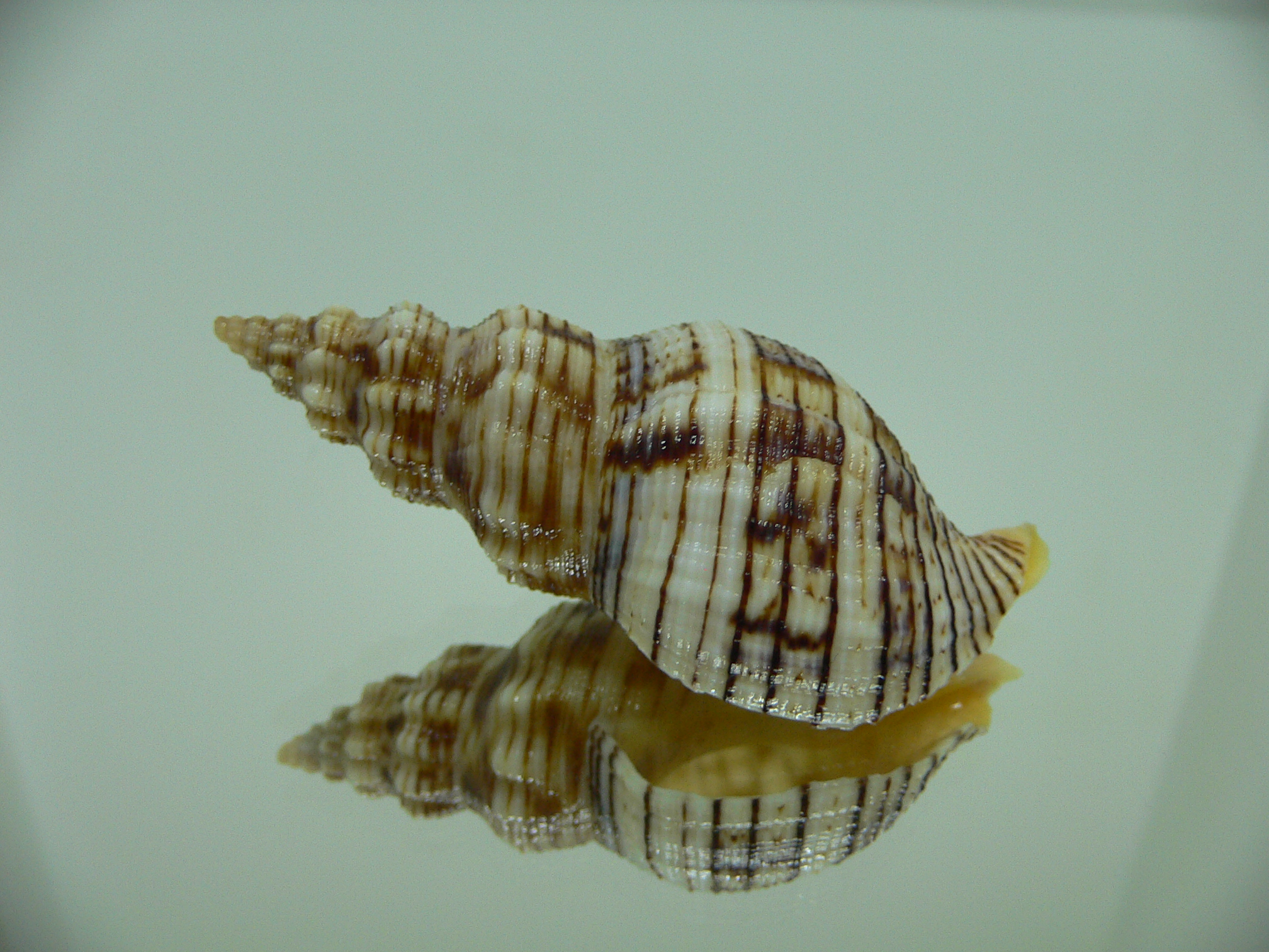 Siphonalia spadicea spadicea BIG & ORNAMENT