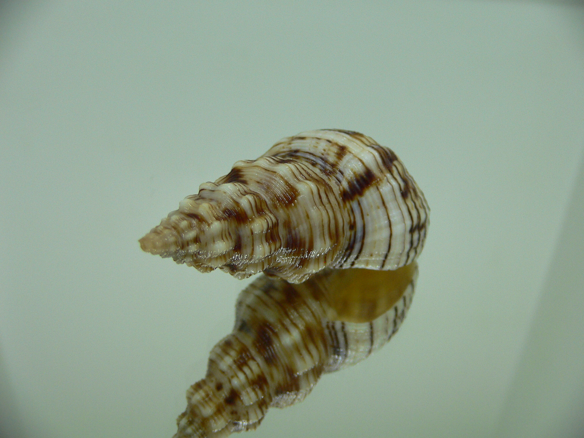 Siphonalia spadicea spadicea BIG & ORNAMENT