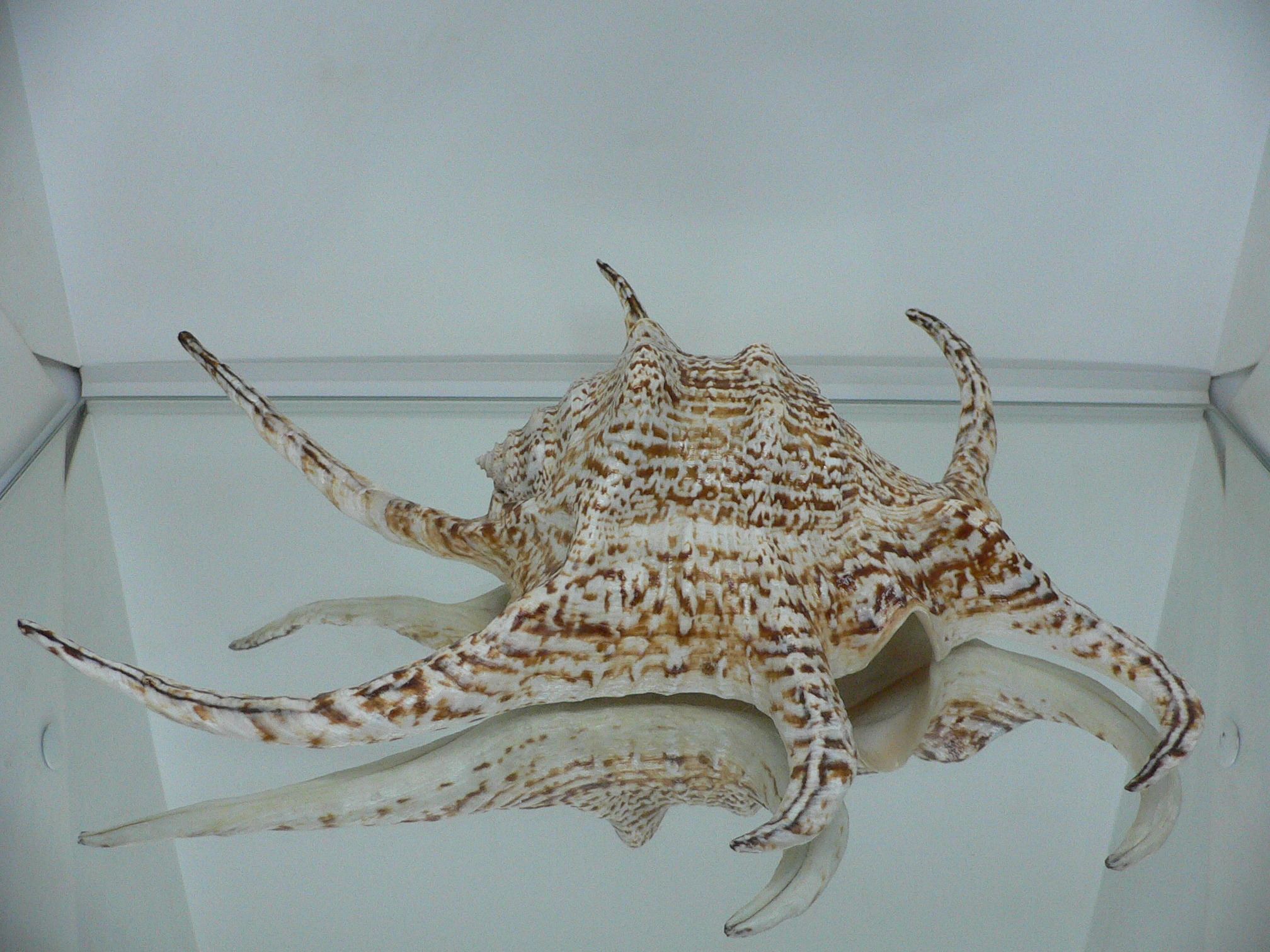 Harpago chiragra GIANT