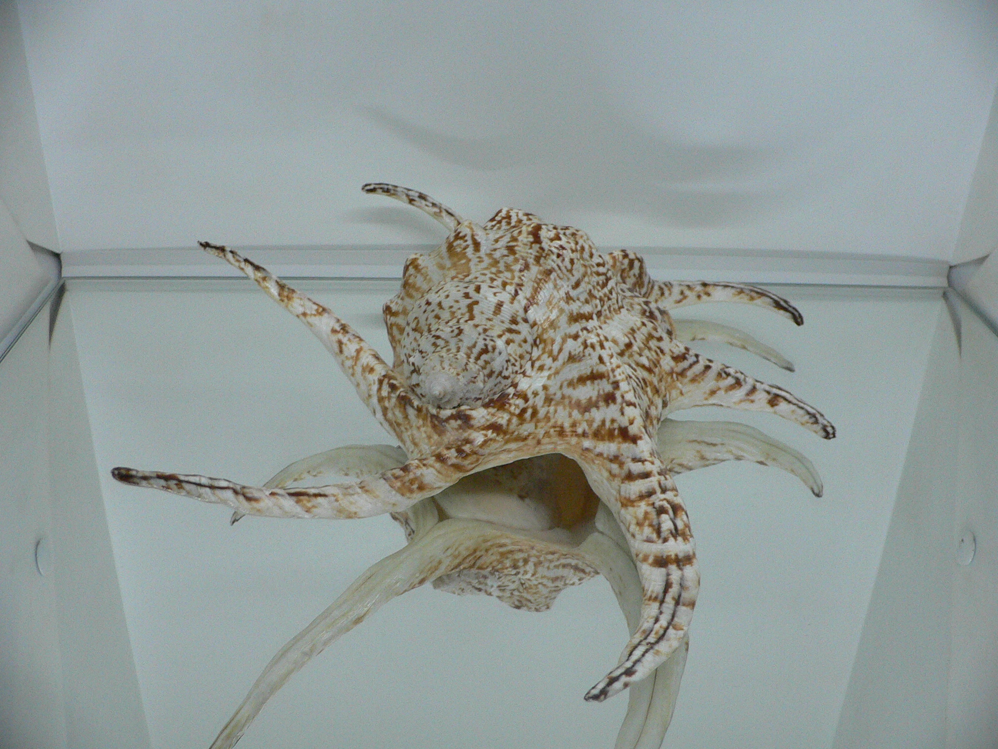 Harpago chiragra GIANT