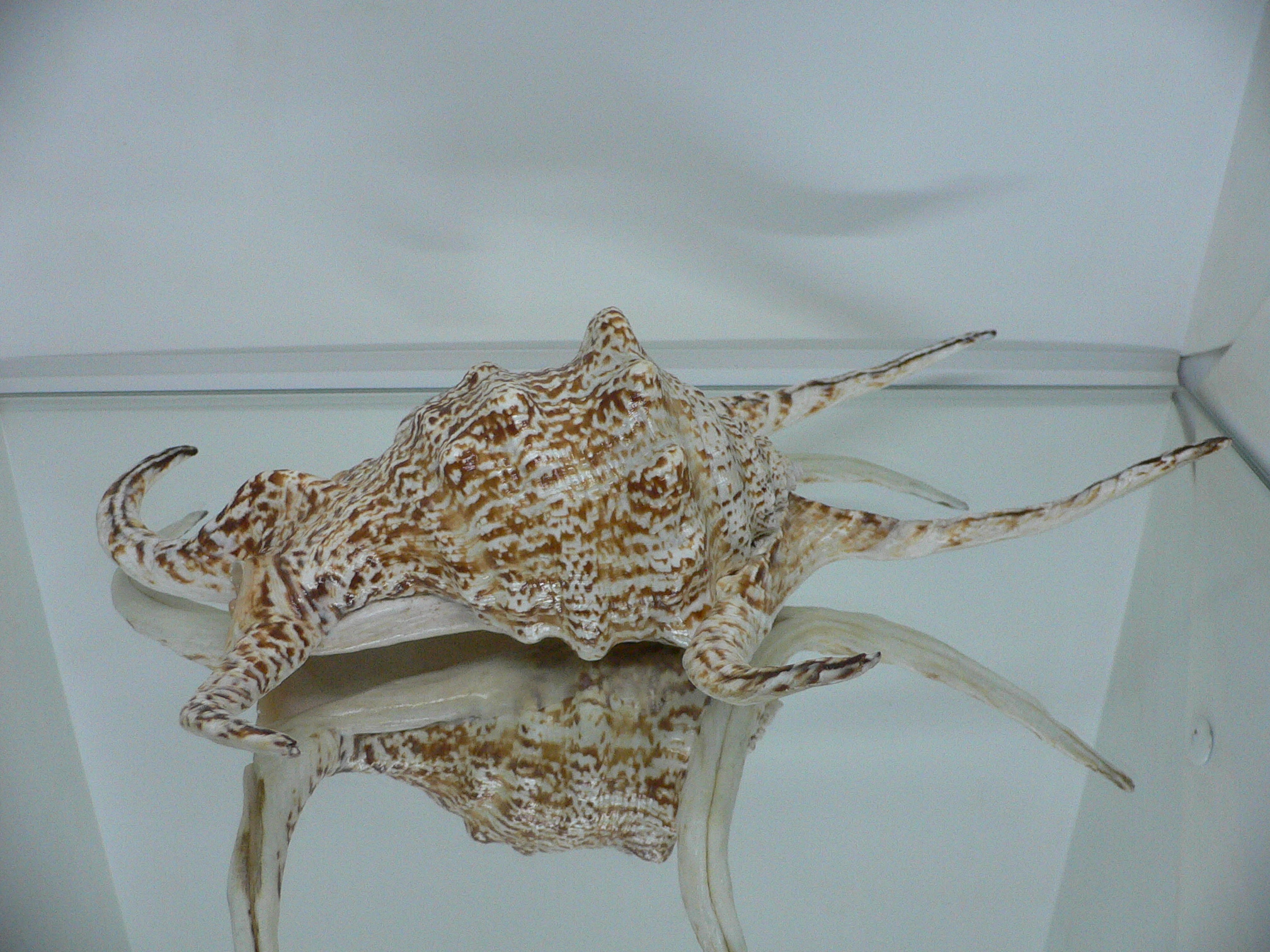 Harpago chiragra GIANT